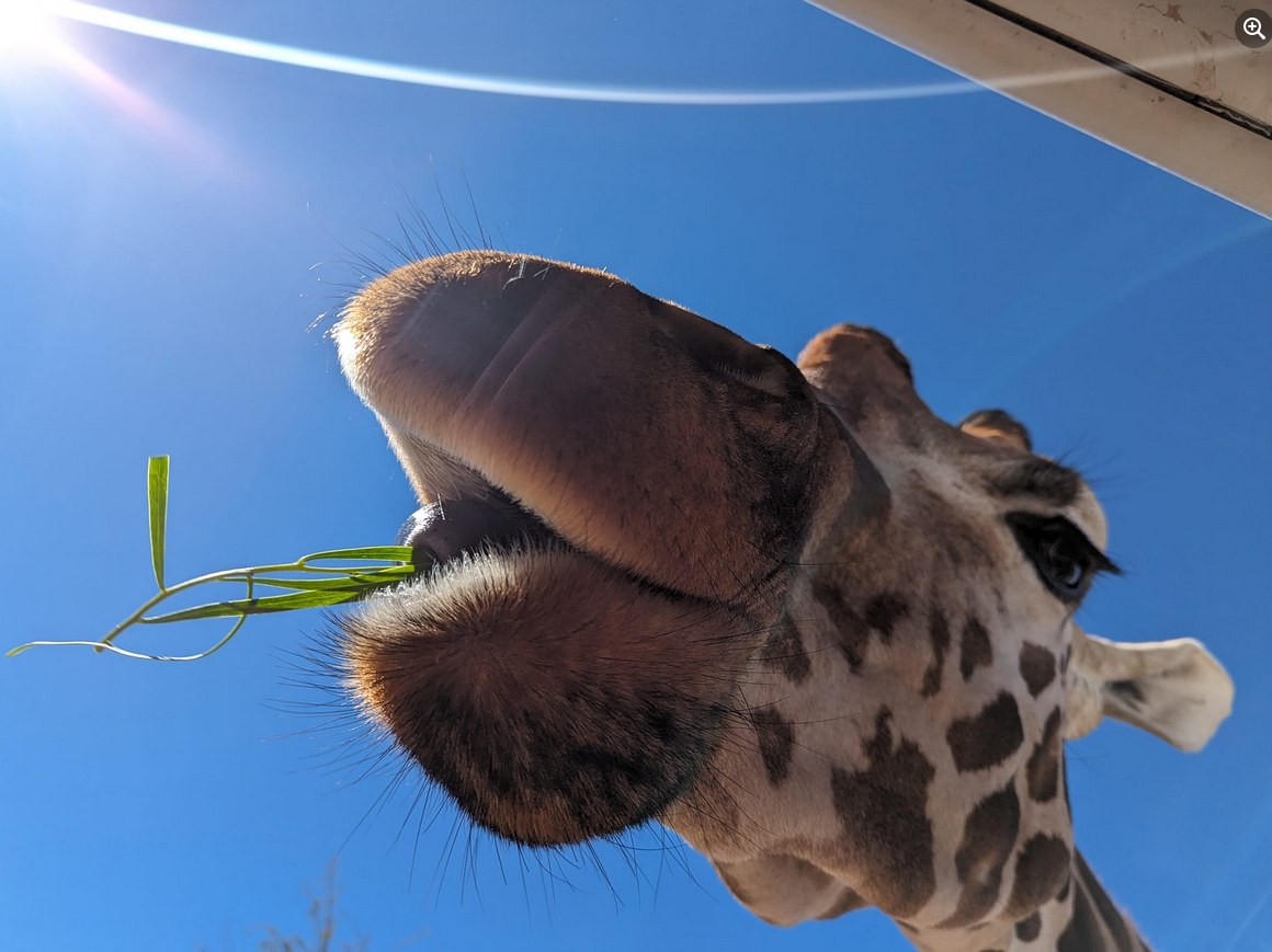 Exploring the Wonders of a Wildlife Park Today