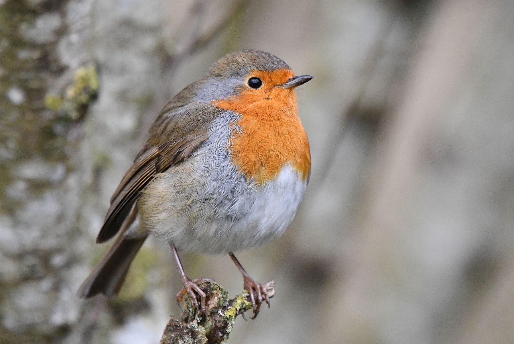 Common Redstart: A Glimpse from Vienne, France