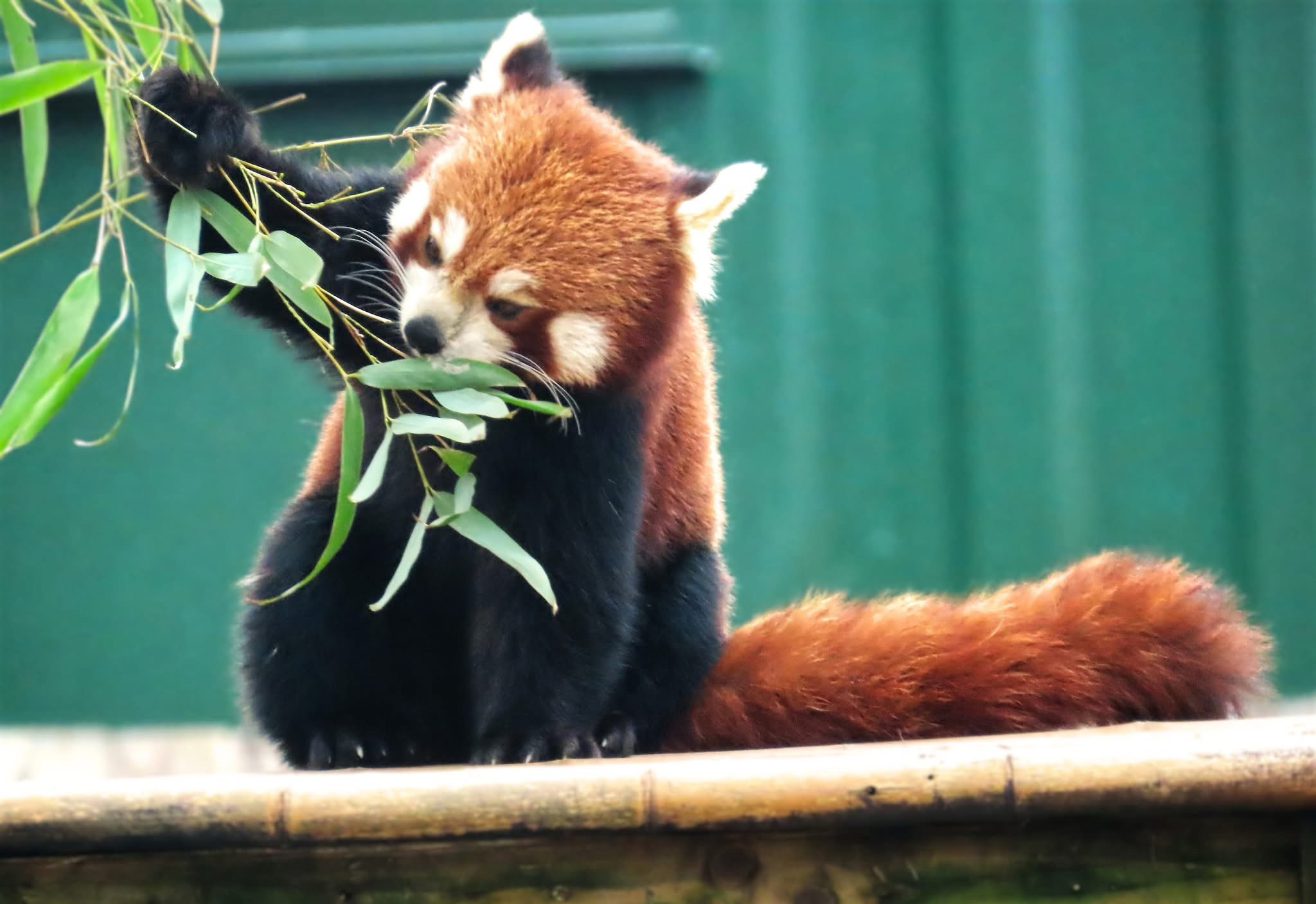 Adorable Red Panda Shenanigans