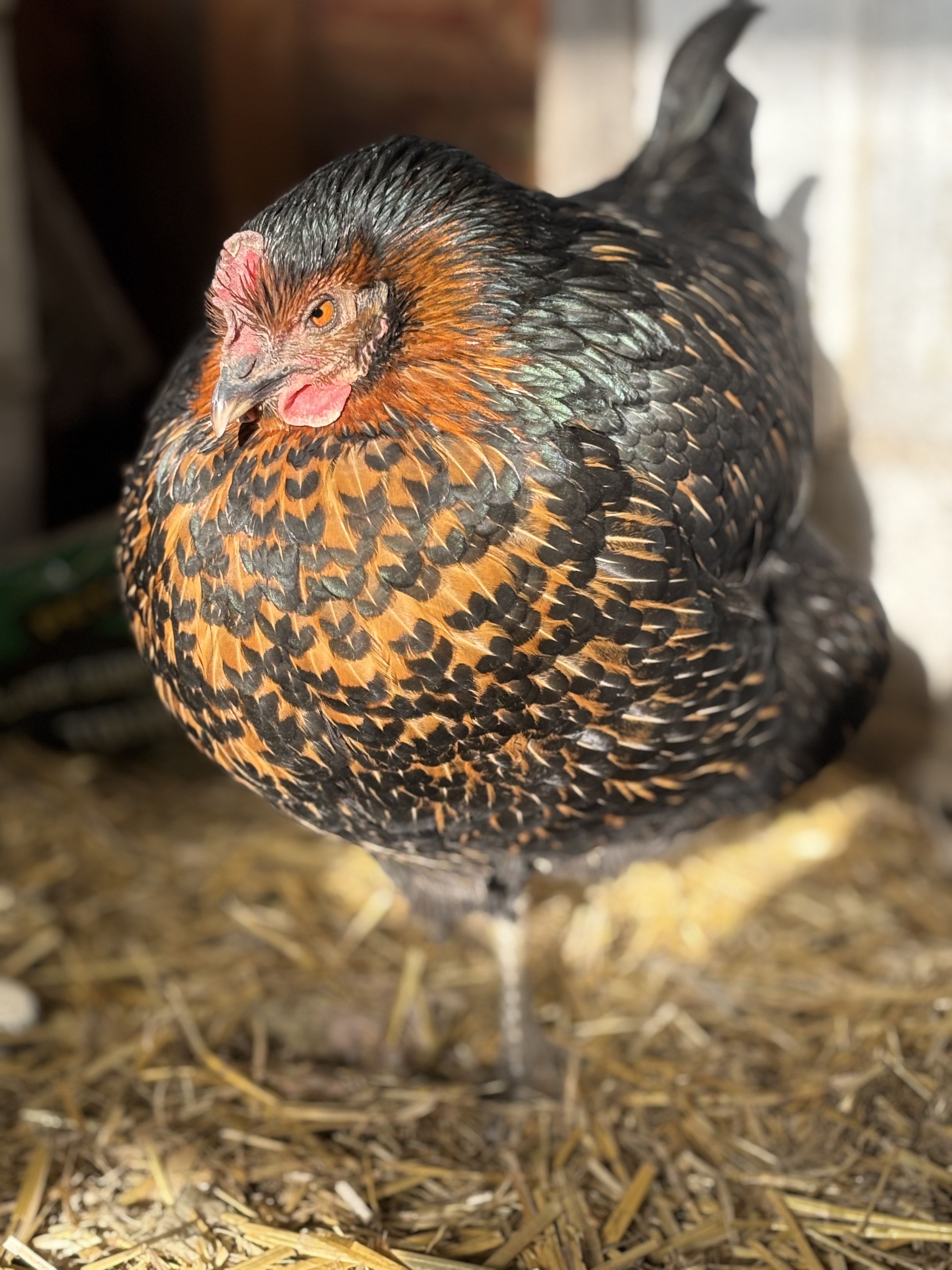 Introducing Willow: The Star Chicken in Black