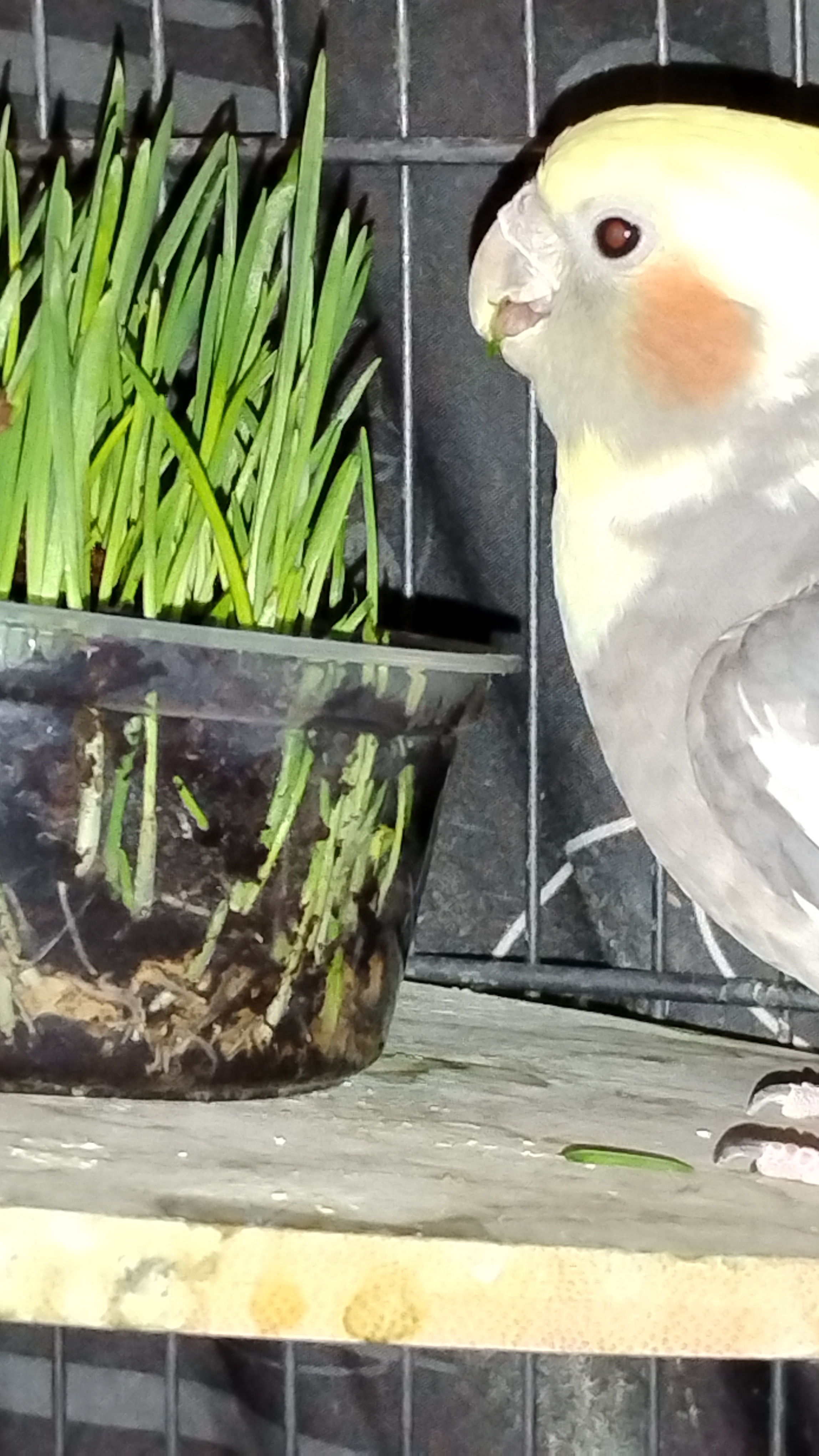 Jackie enjoying her daily dose of cat grass while keeping an eye on the birbs!