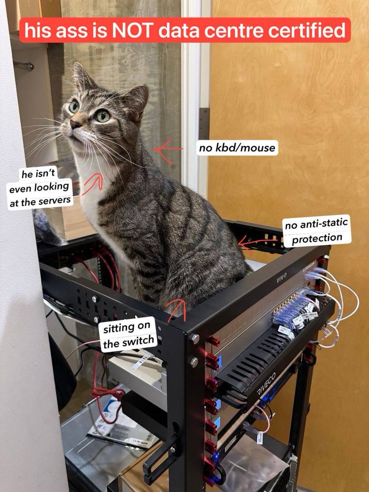 This Cat Definitely Doesn't Meet Data Center Standards