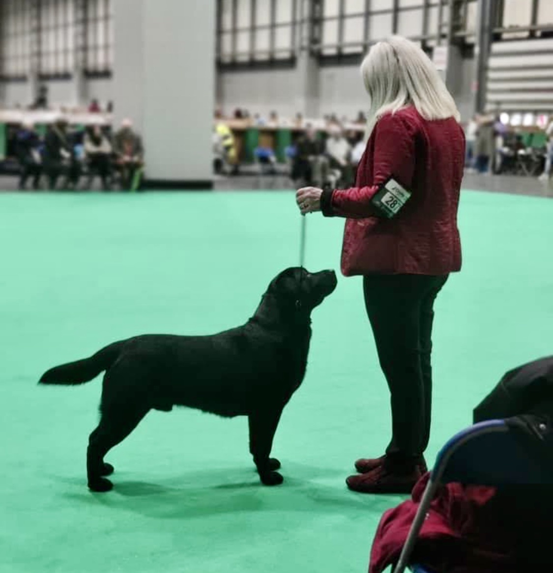 Meet Bogarie Arran Labrador, affectionately known as 'Gunner'