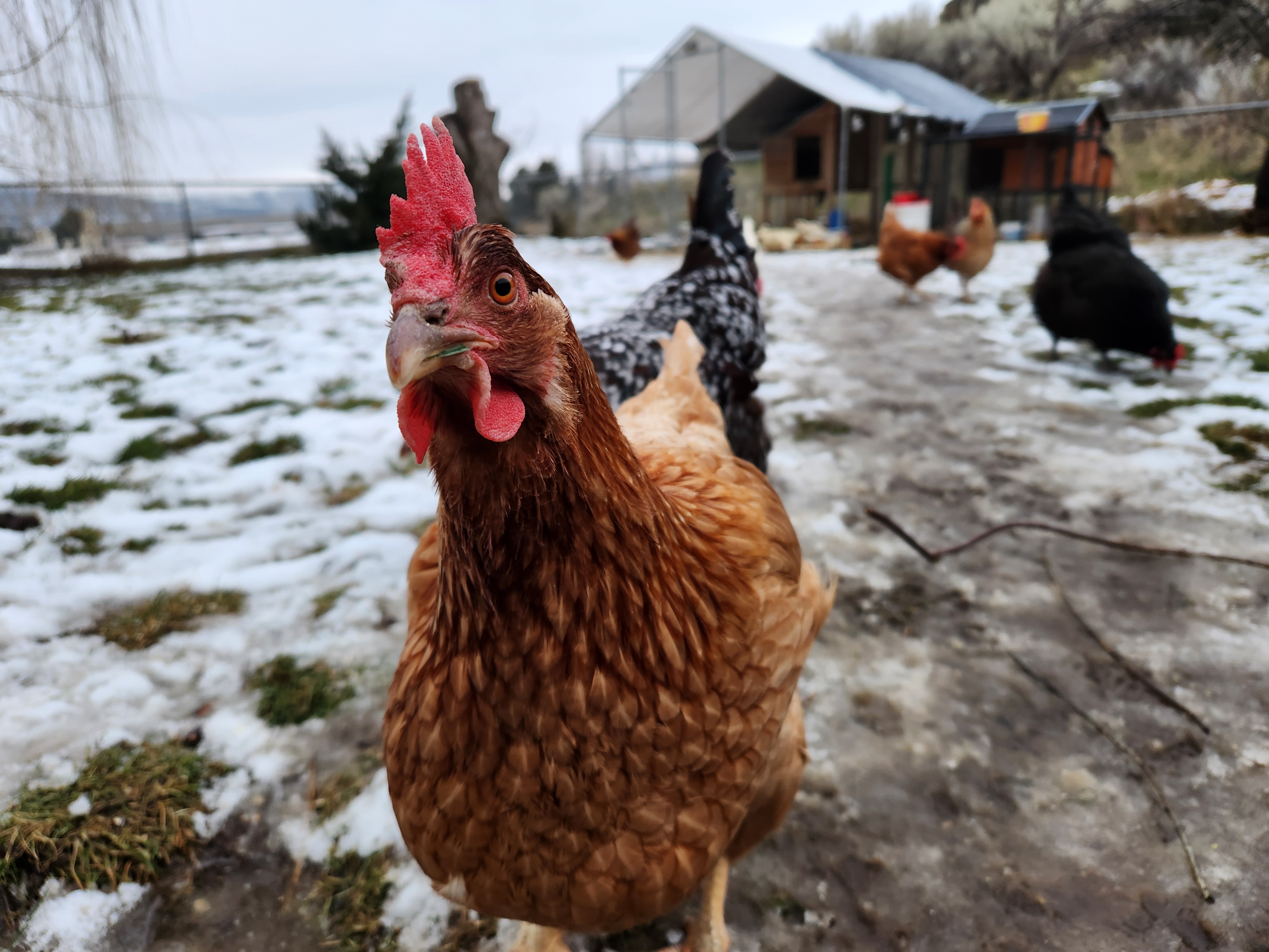 Snowy Birds in Their Natural Habitat