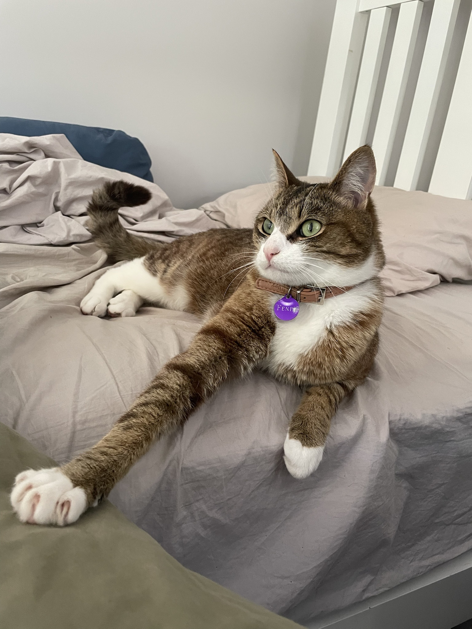 Meet Fenix, My Adorable Cat