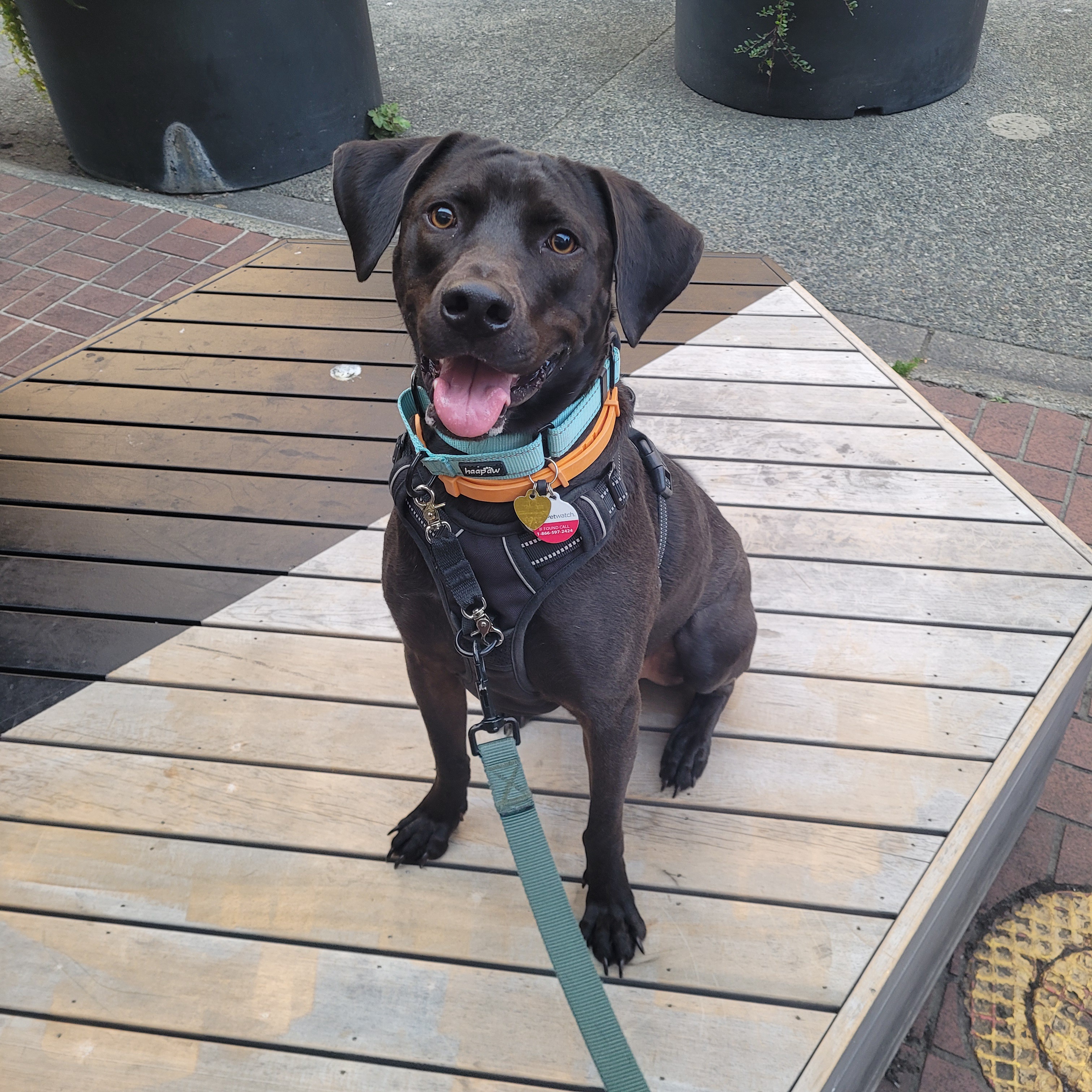 Finnegan's Adventures Await!