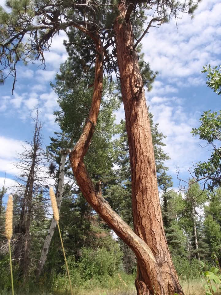 Awesome Tree! Go Team Pine Cone!