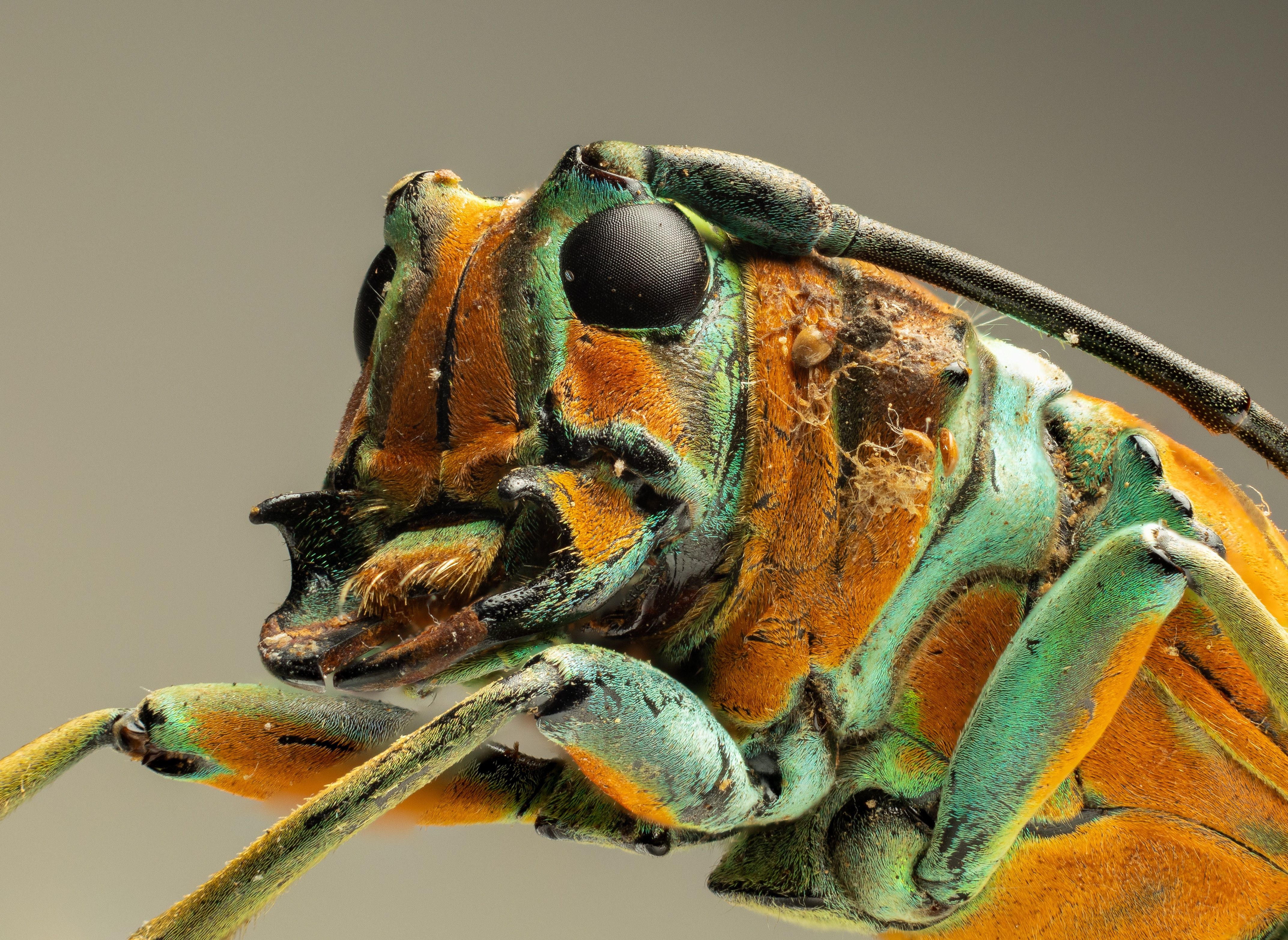 A Stunning Focus Stack of Sternotomis amabilis: Nature's Artistry