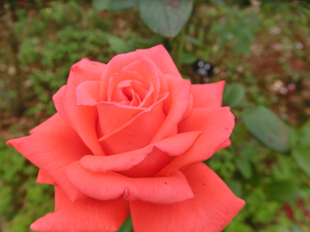 A glimpse into the beauty of Yatsu Rose Garden, October 2013