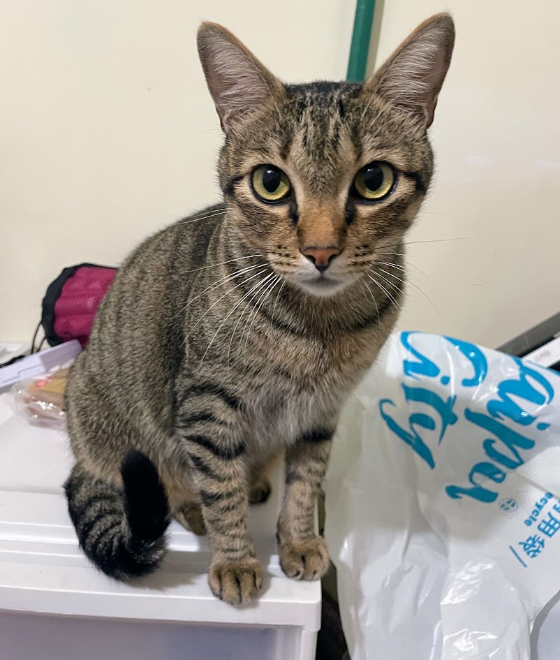 The Cat Chronicles: Another Day, Another Adventure