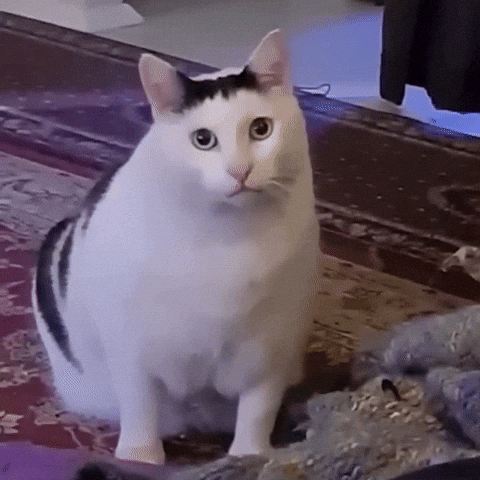 Huh huh, it's a cat thing!