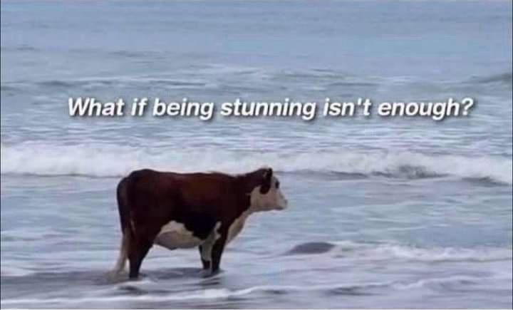 A much-needed distraction: meme collection