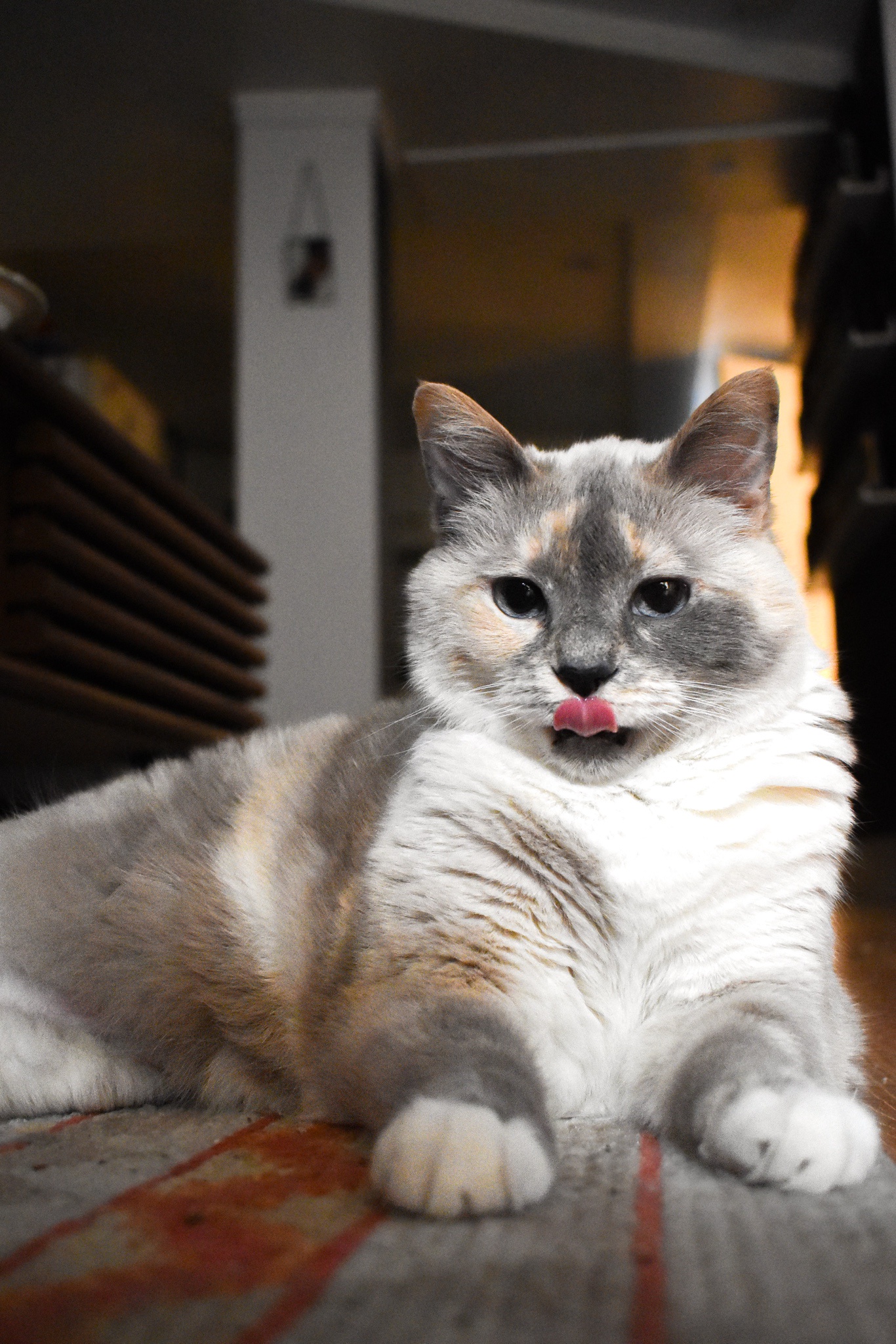 Zelda sends you warm wishes for a cozy Caturday!