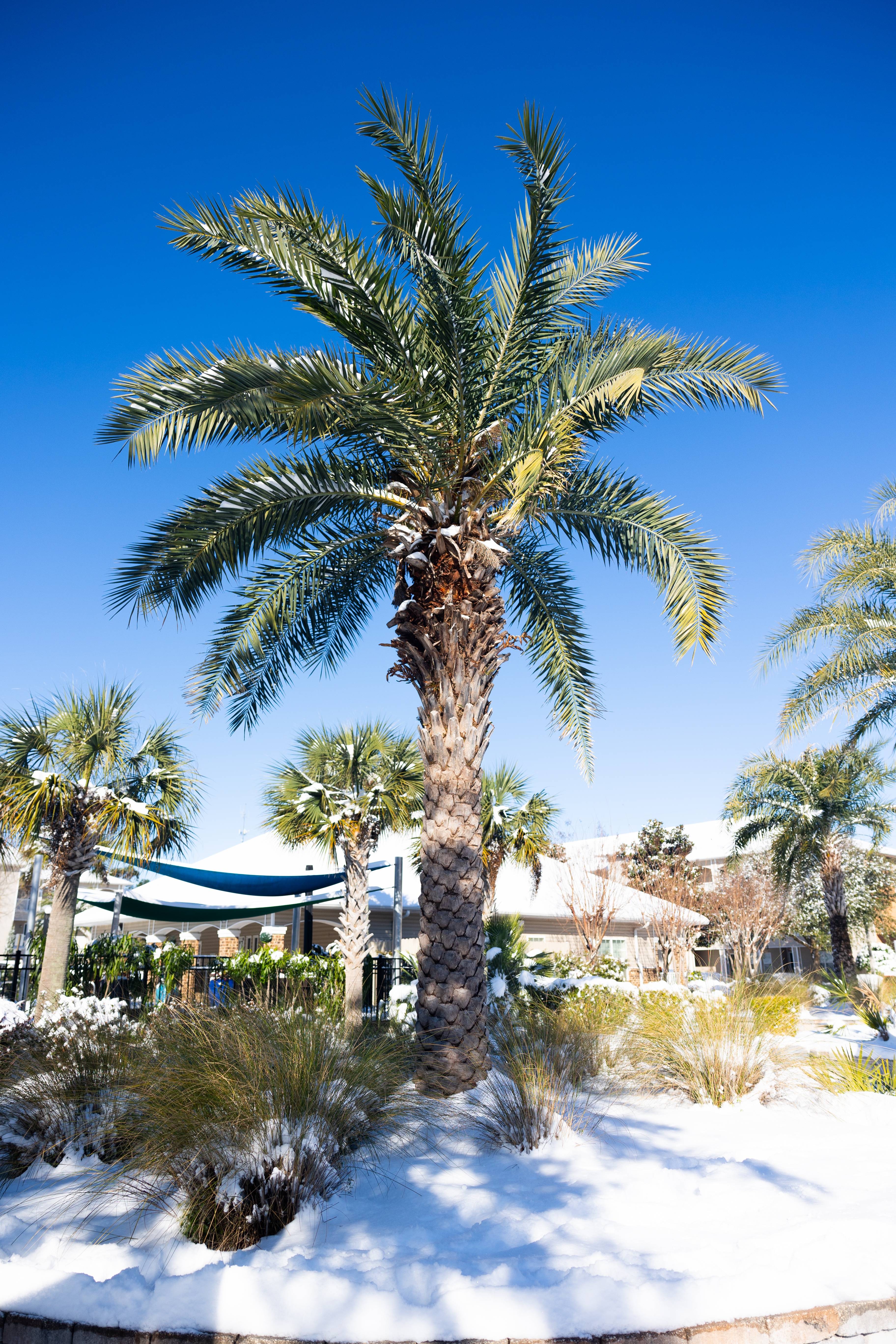 When snow and palm trees collide: A rare sighting!