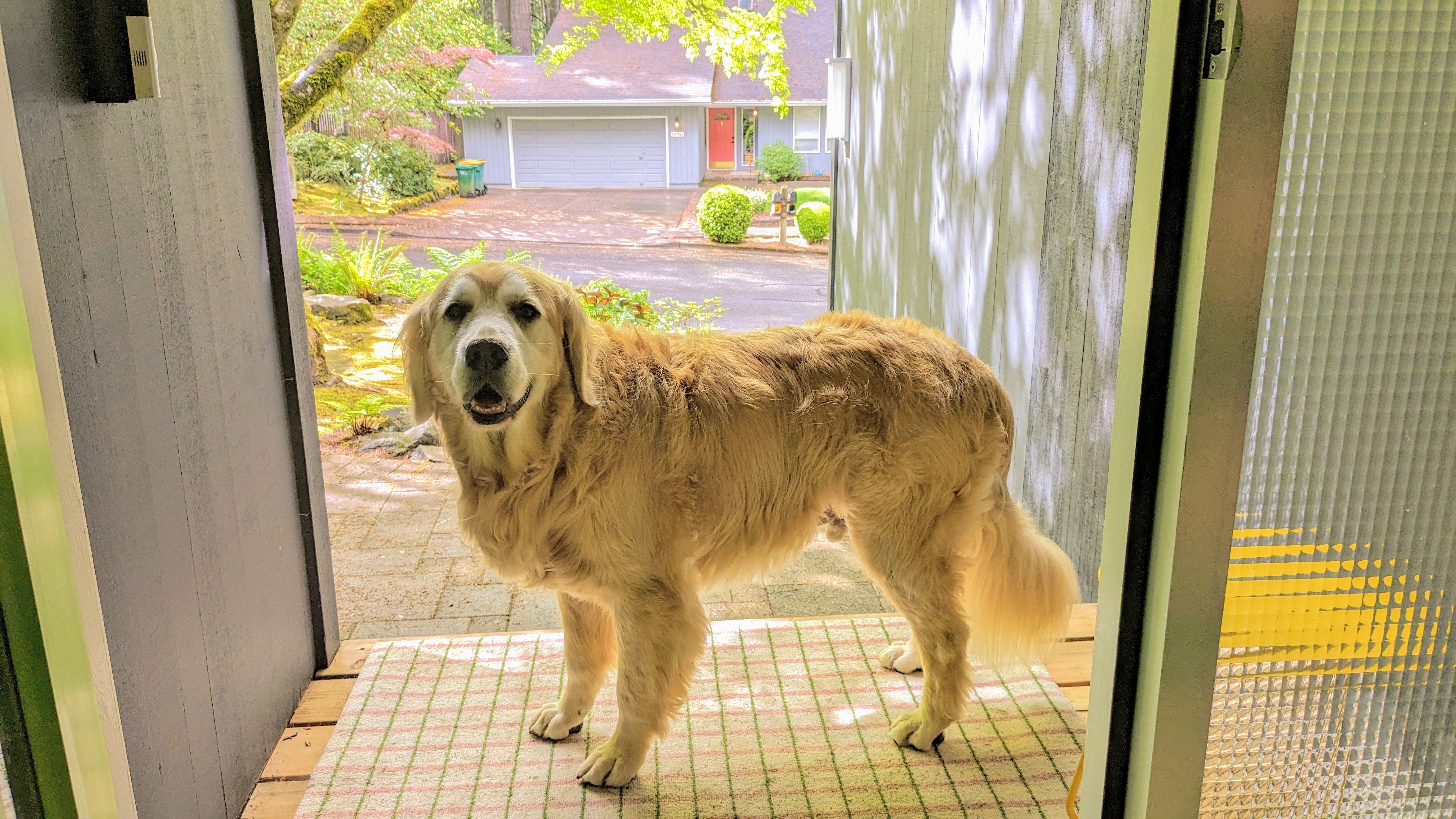 Cooper Bathed in the Golden Glow of Afternoon Light