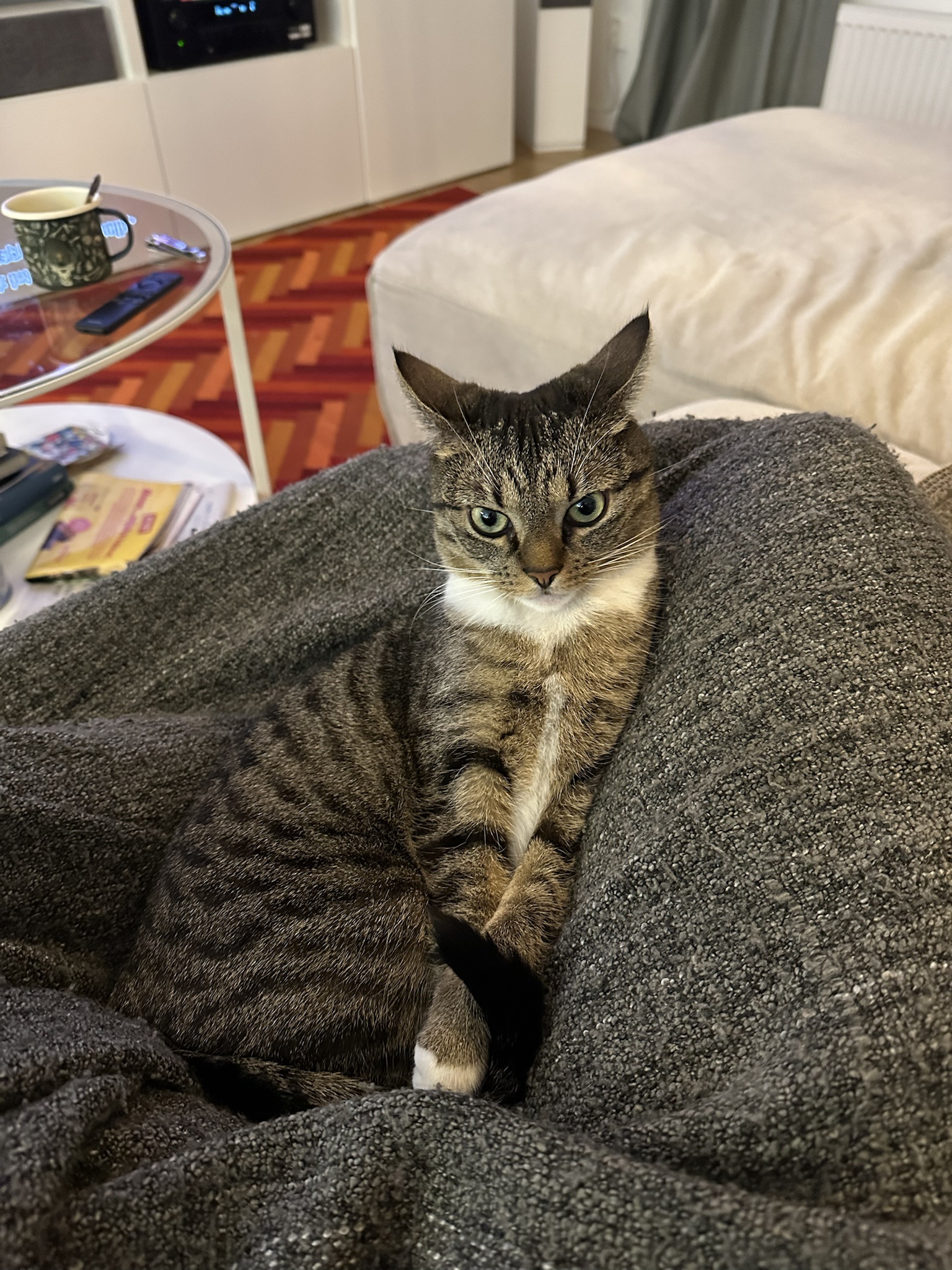 Meet My Adorable Cat