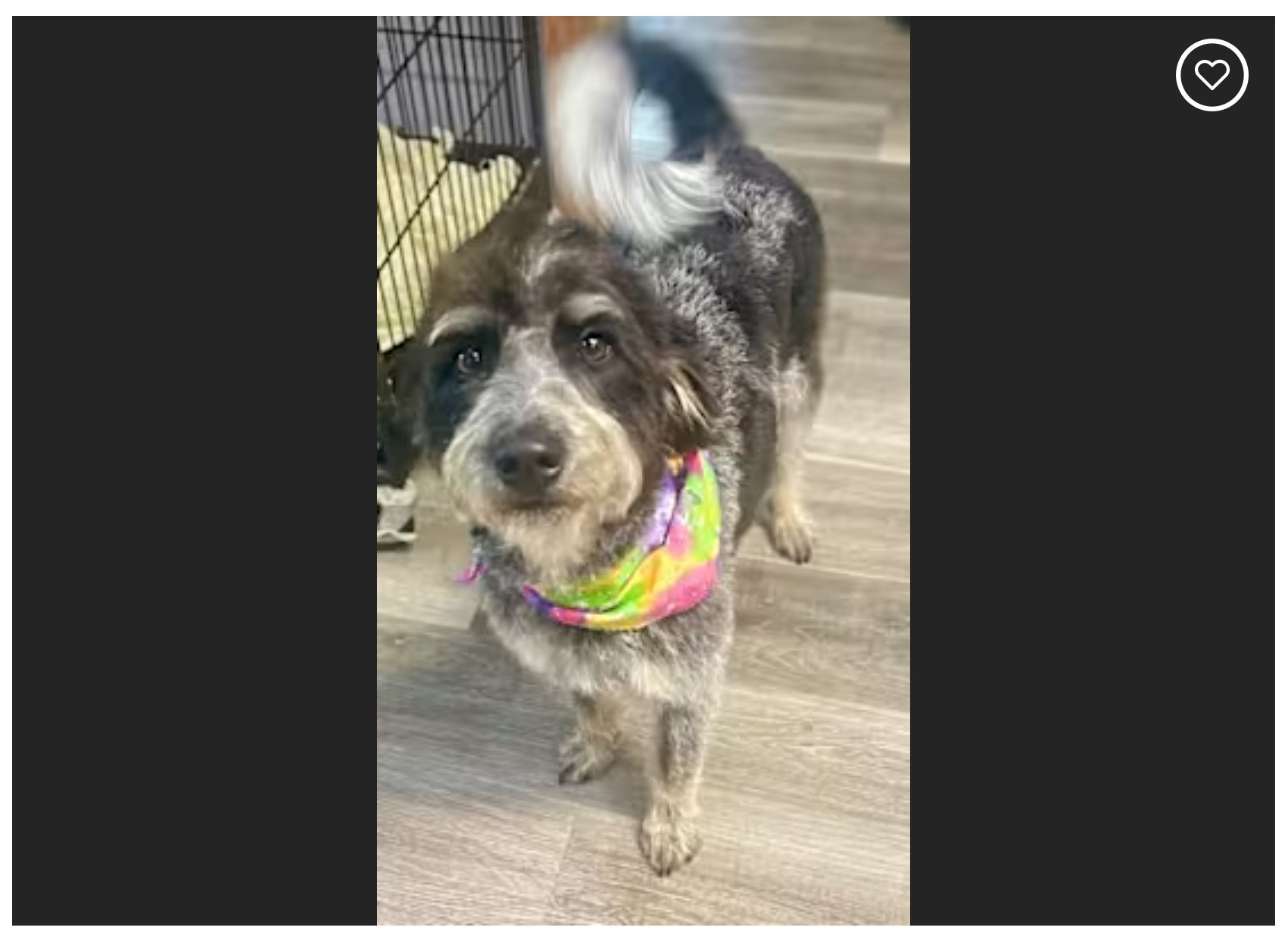 Gidget in Tennessee is all set for a house party!