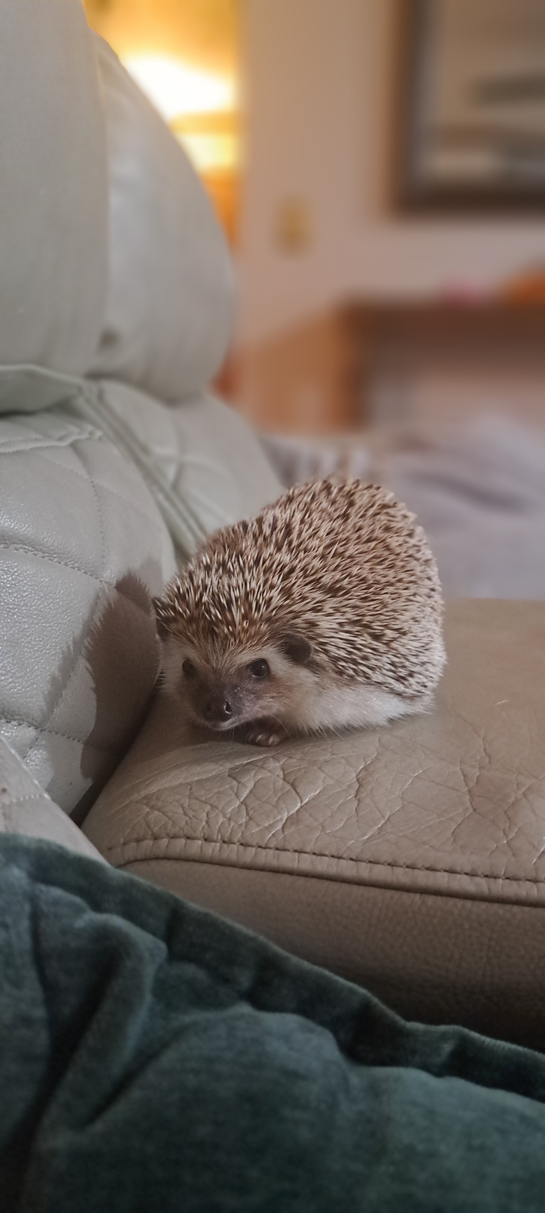 Beware the dangers of the ultimate couch potato lifestyle!