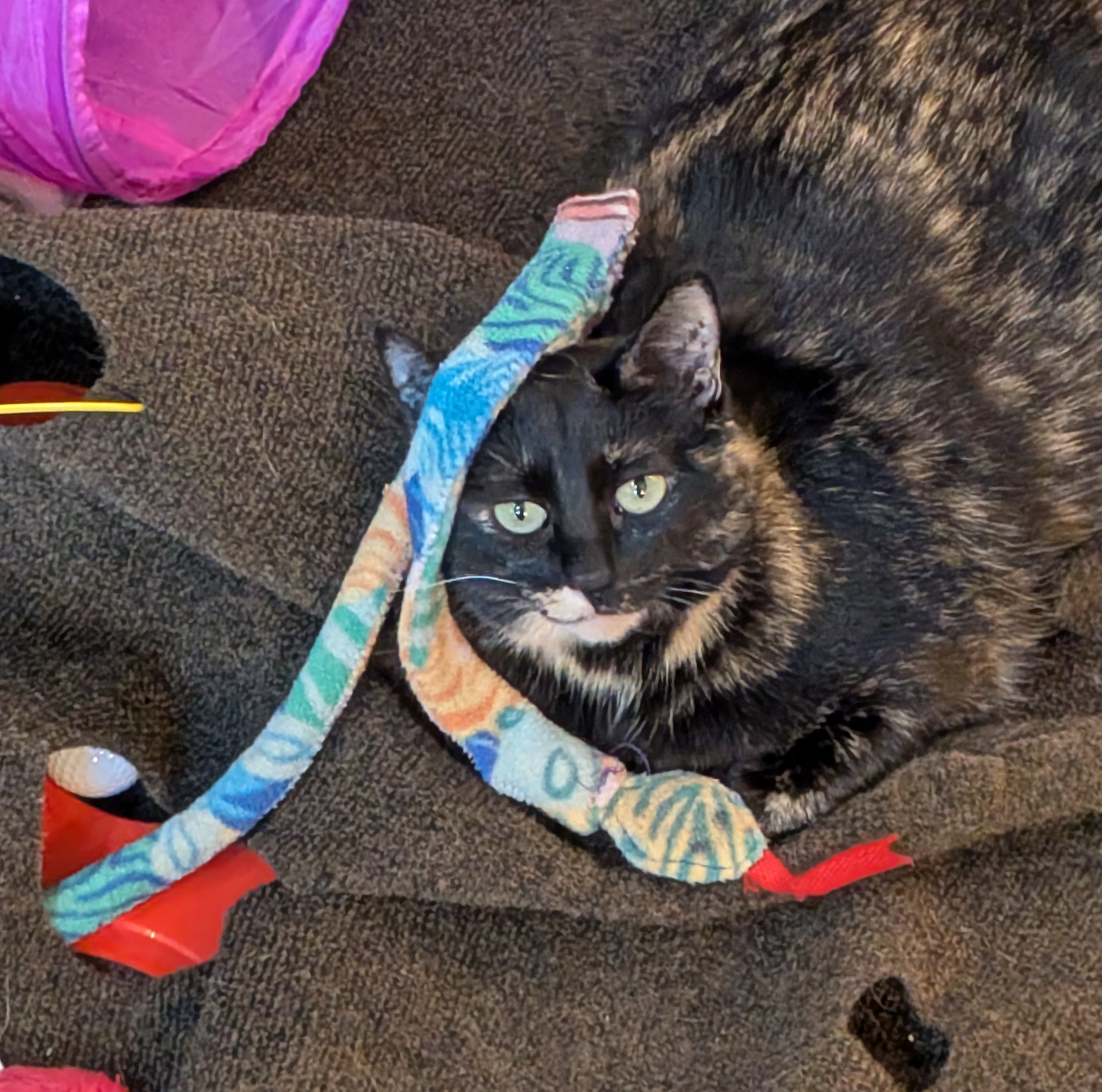 Smudge and Her Adorable Catnip Snake Adventure