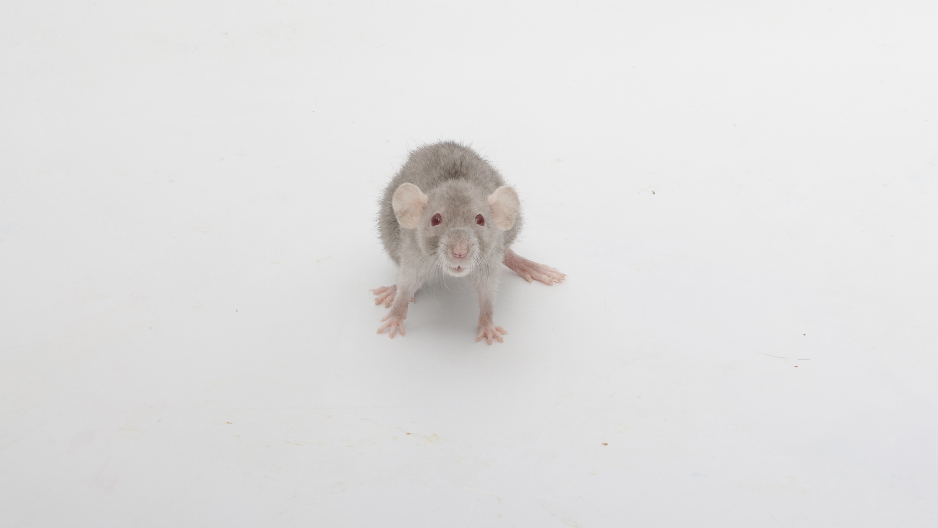 Introducing My Adorable Dwarf Rat: Pumpkin Seed!