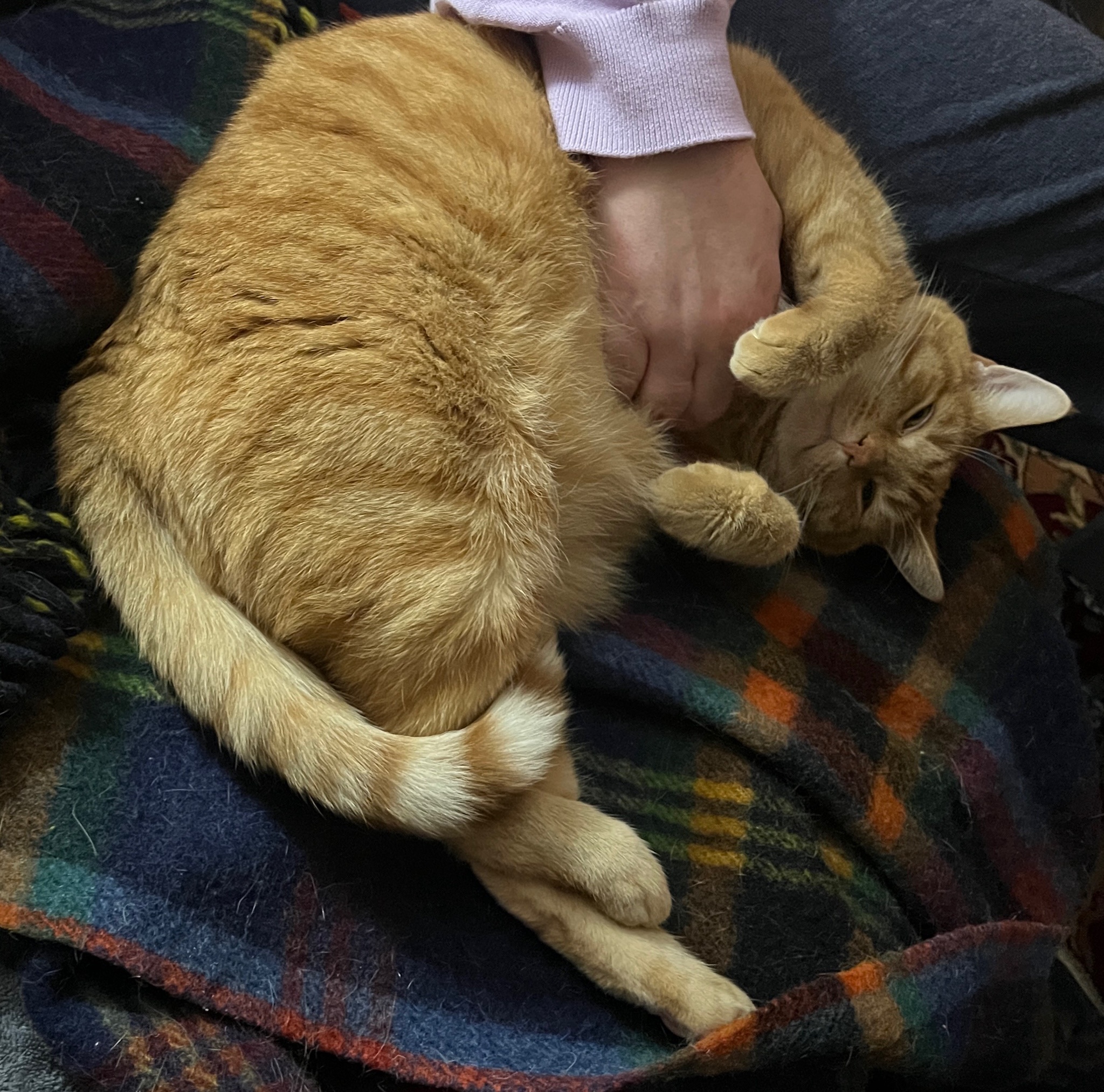 A daily dose of cat cuteness to brighten your day!