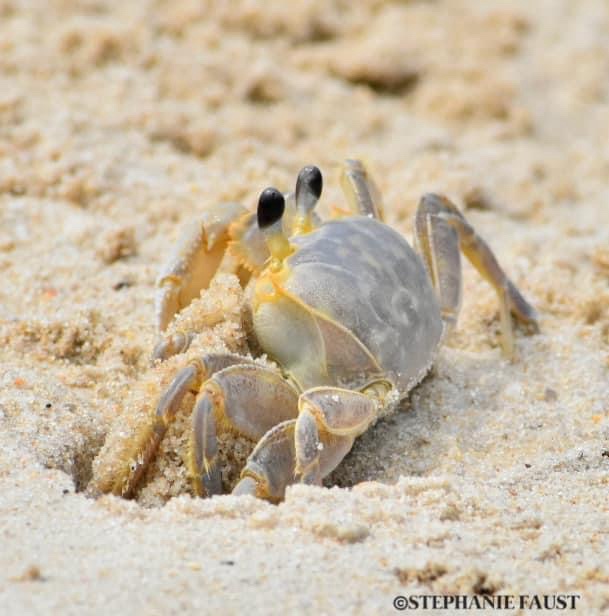 The Mysterious Ghost Crab