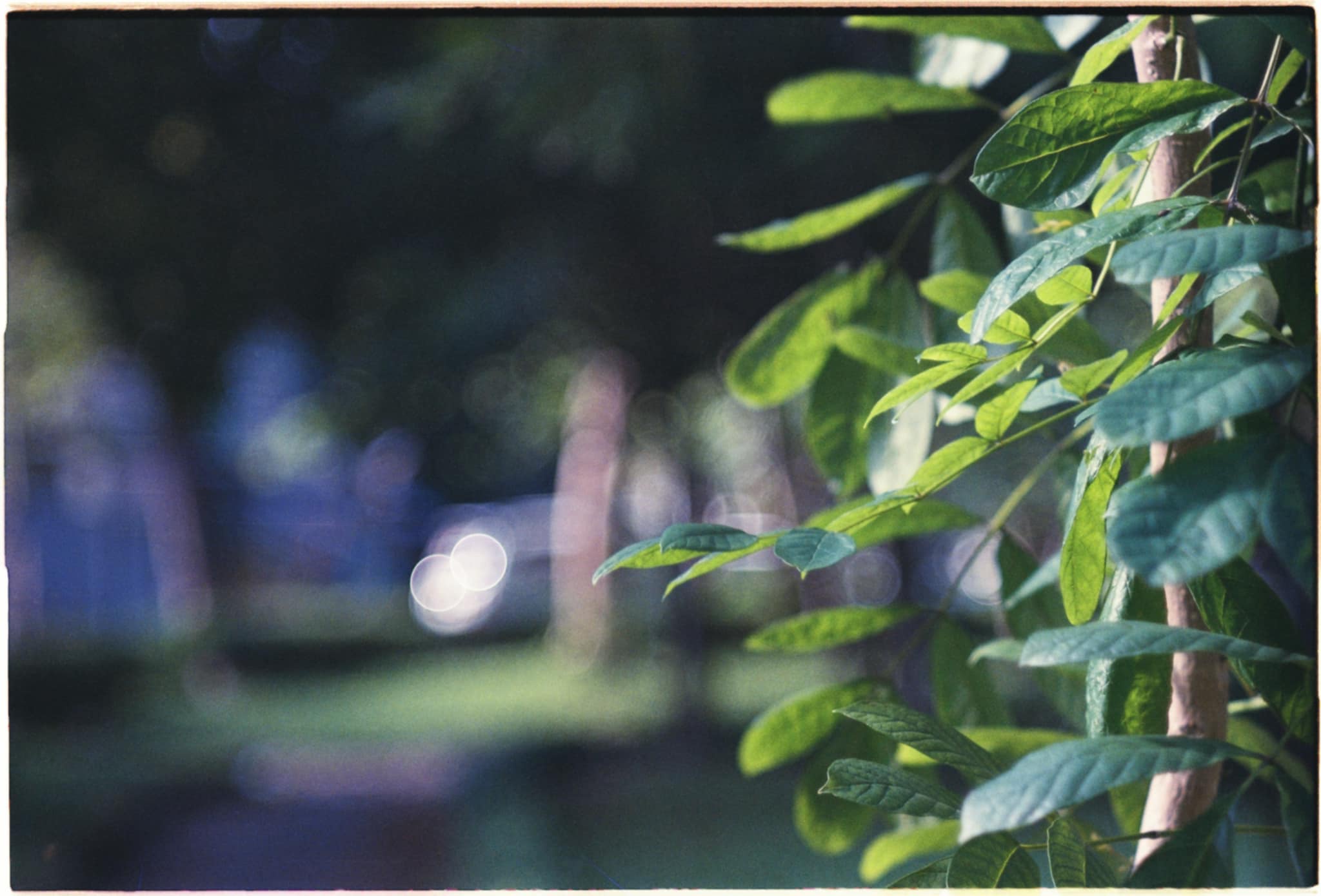 Supergold 400 24e from 2009: ISO 50 Edition