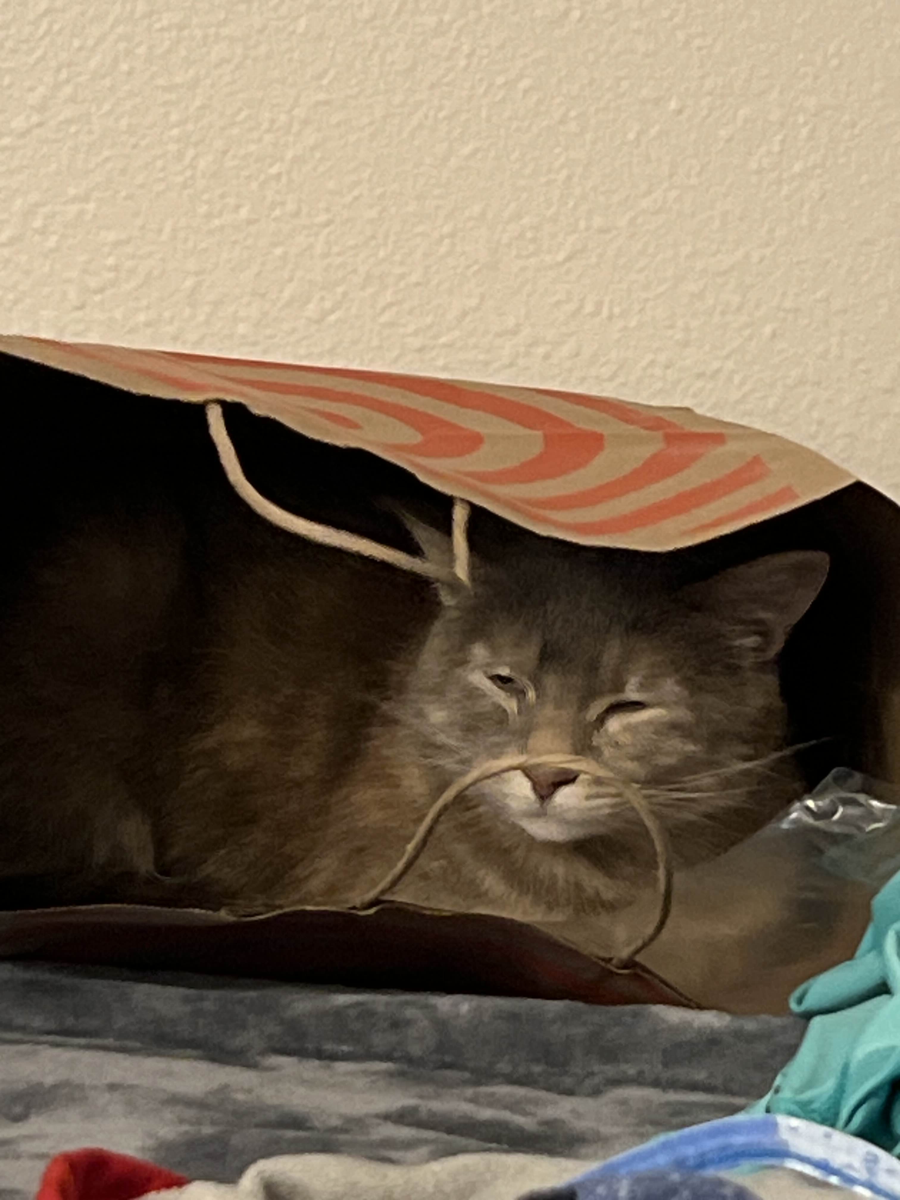 The Mysterious Cat Bag Adventure