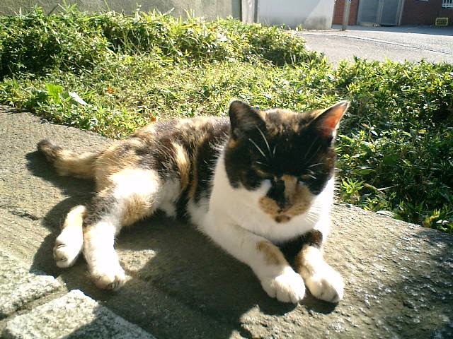 A Day to Remember: 09.07.15 and the Local Cat Encounter in Kamakura