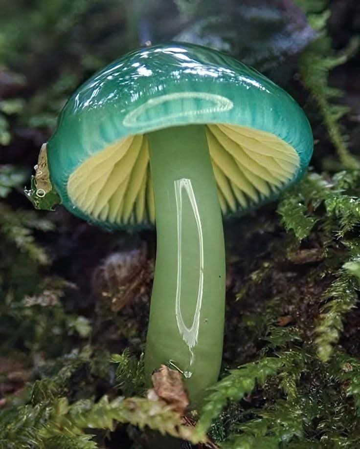Fascinating Fungi: A Look at Interesting Mushrooms