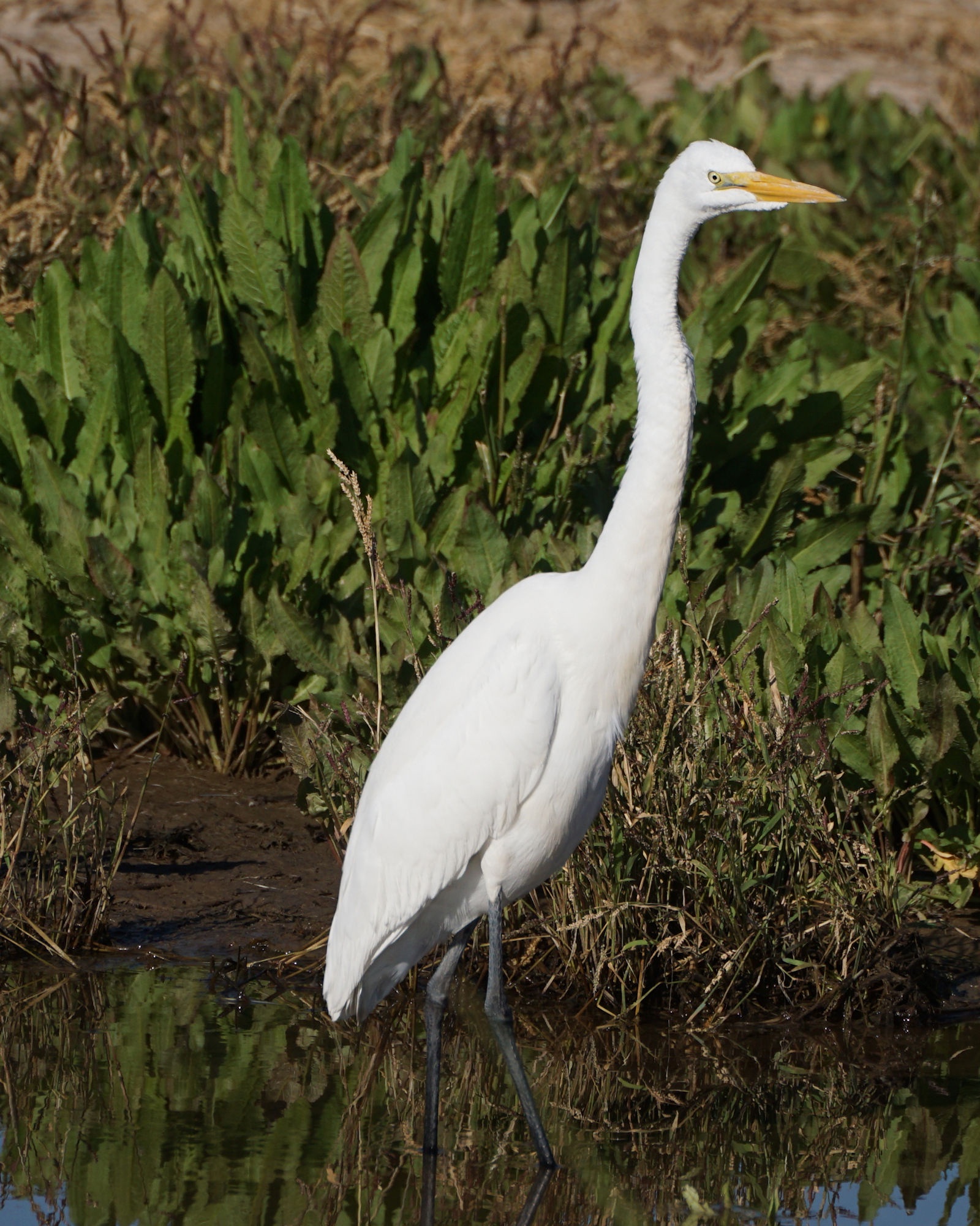 Egrets at Glendale Recharge Ponds