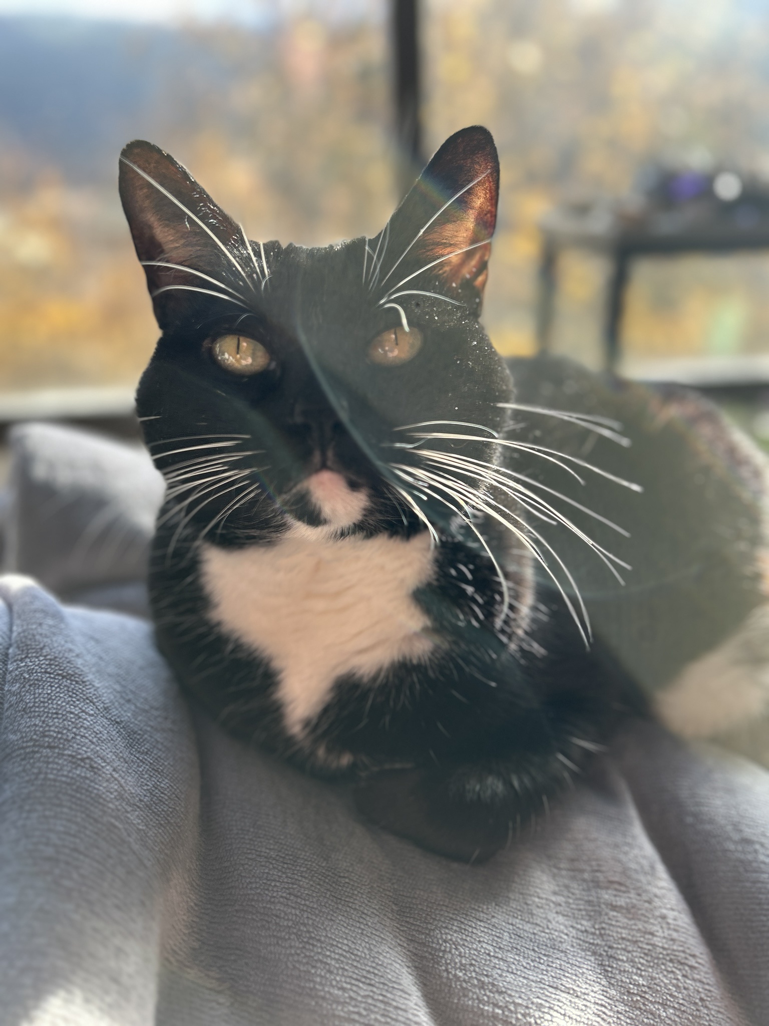 Lucy basking in the sunlight.