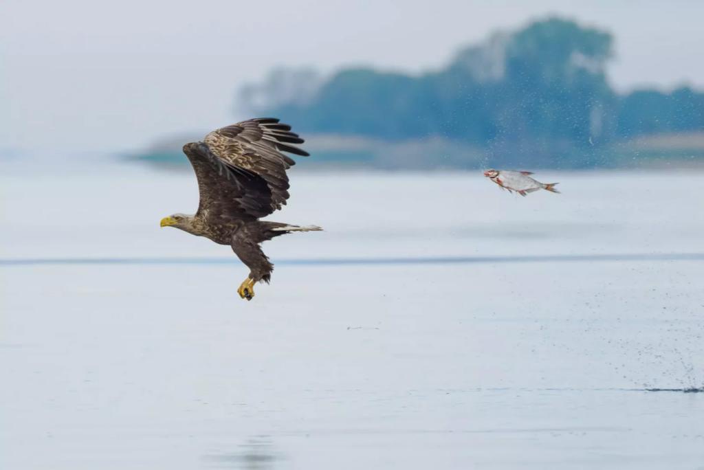 Meet the hilarious winners of the 2024 Nikon Comedy Wildlife Awards!