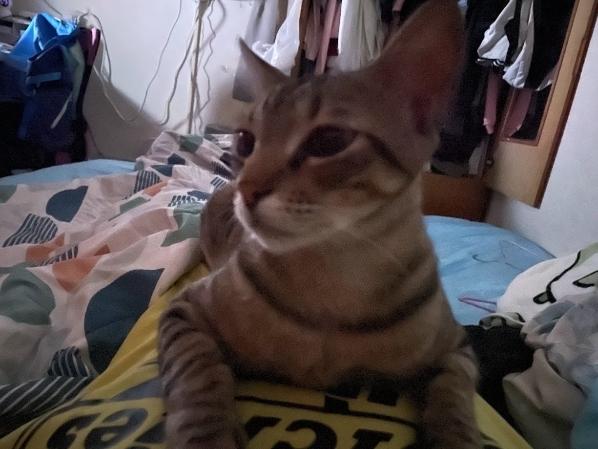 Adorable feline antics
