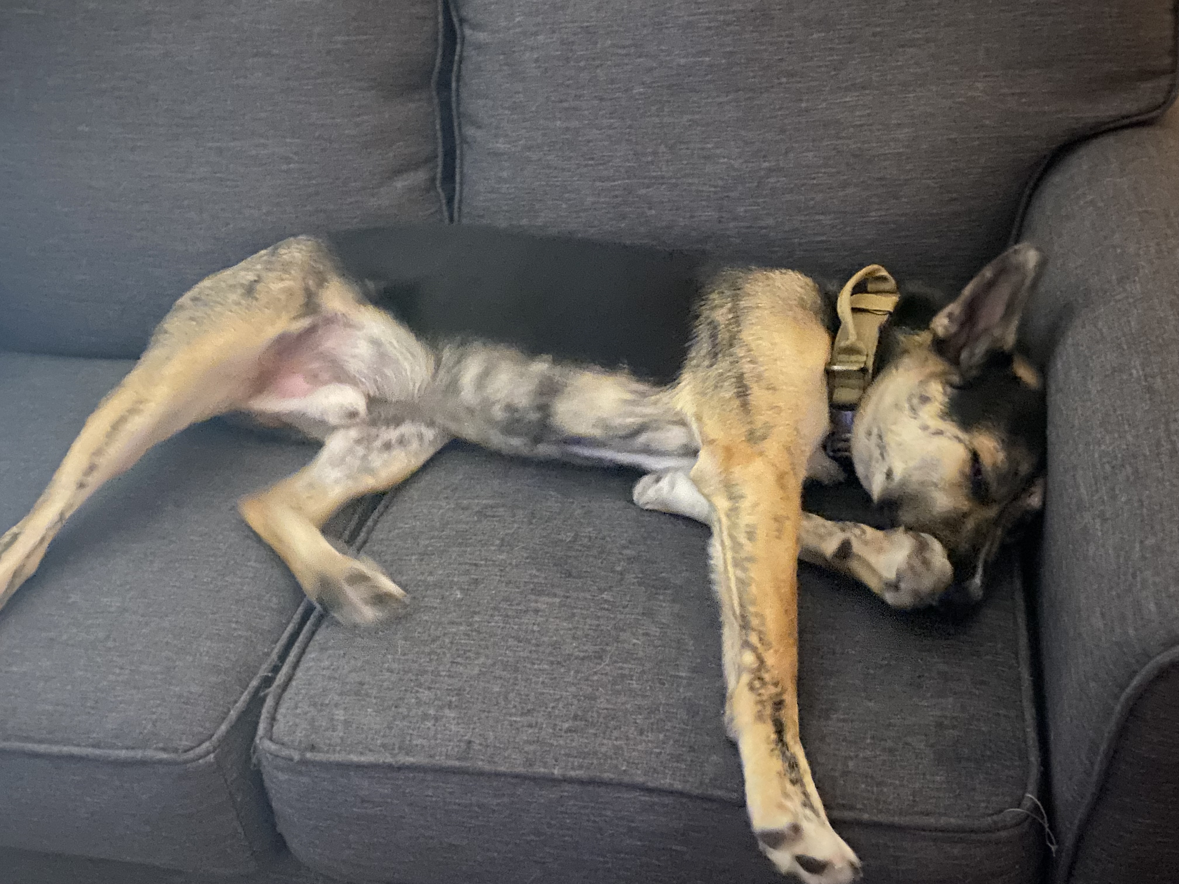 Adorably Sleepy Pup Caught Napping