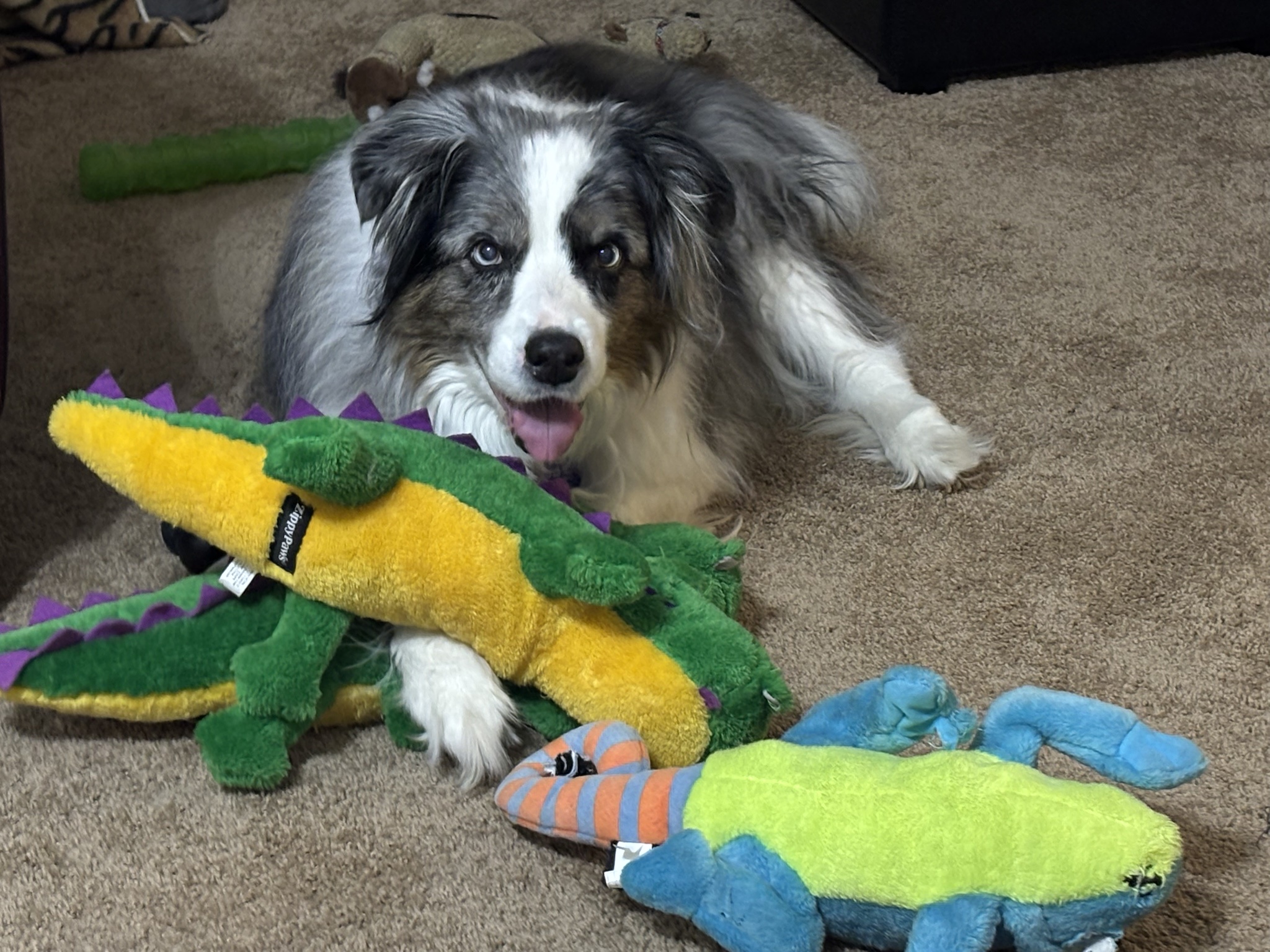 Border Collie Adventures: Laughing at Lots of Lizards