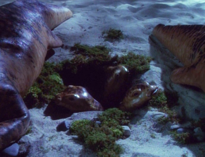 Cheers to Janeway and Paris's Unusual Salamander Offspring on Their 29th Birthday!