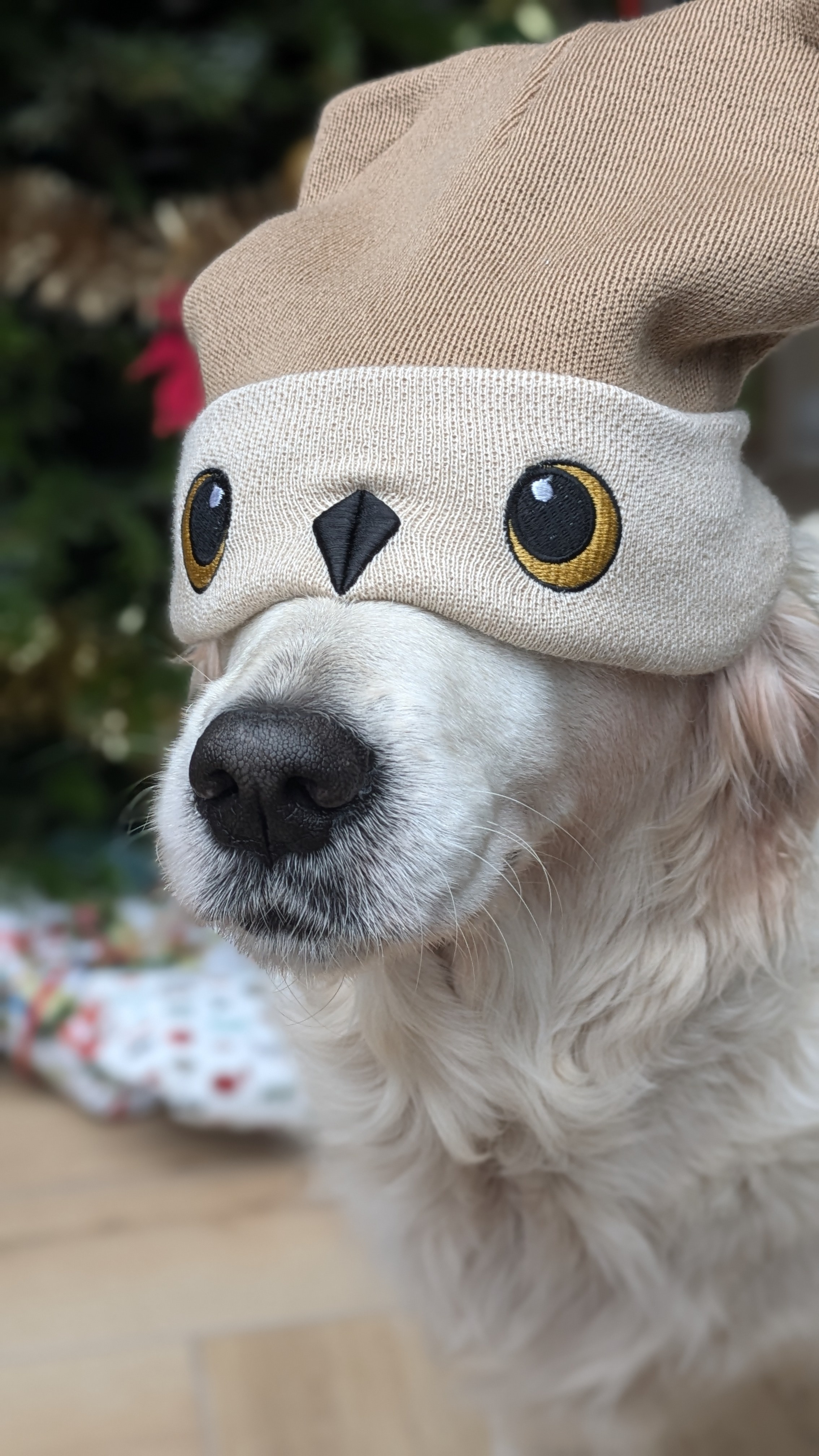 Disguised as the cutest owl bear you've ever seen
