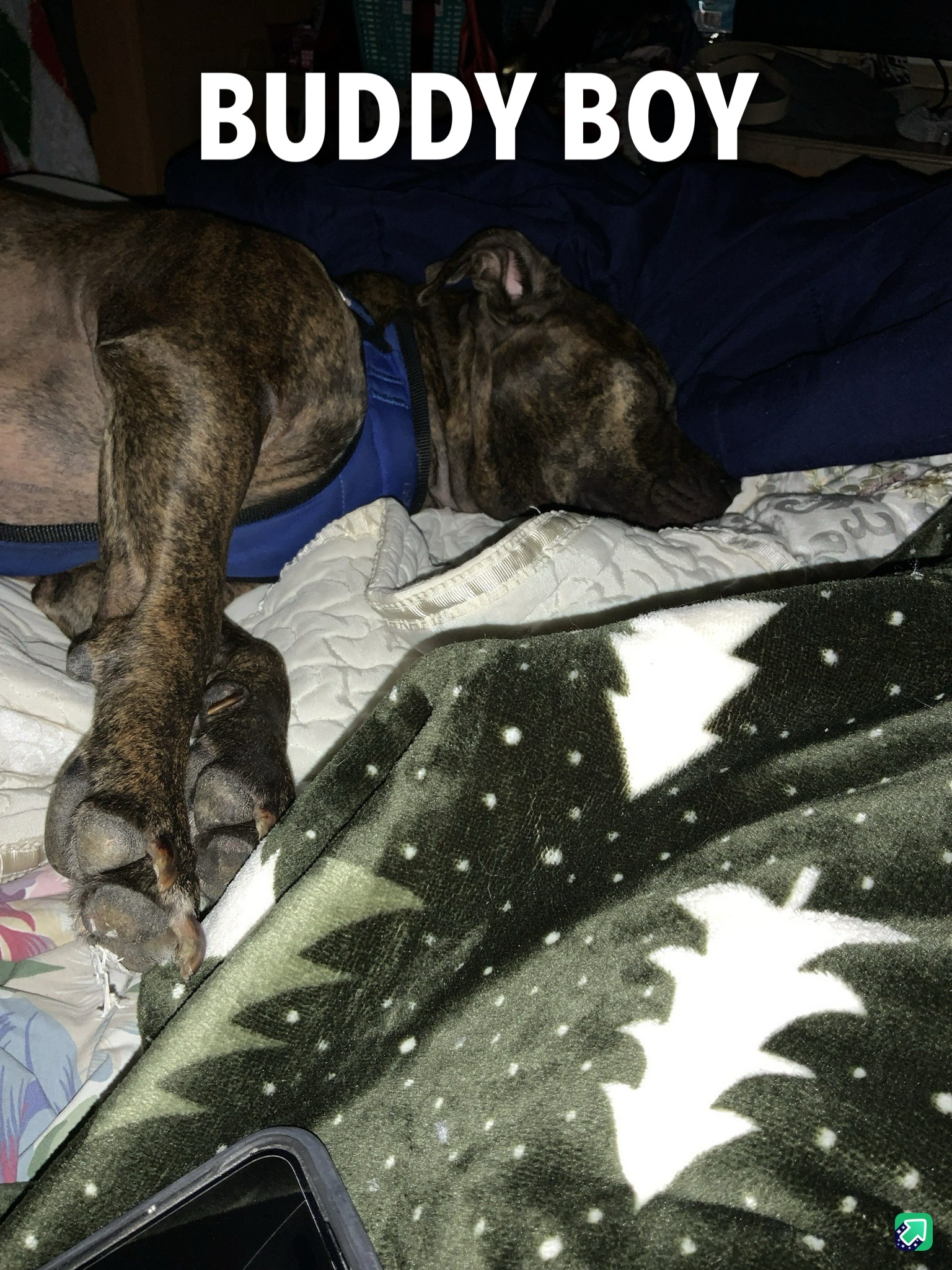Meet my big boy!