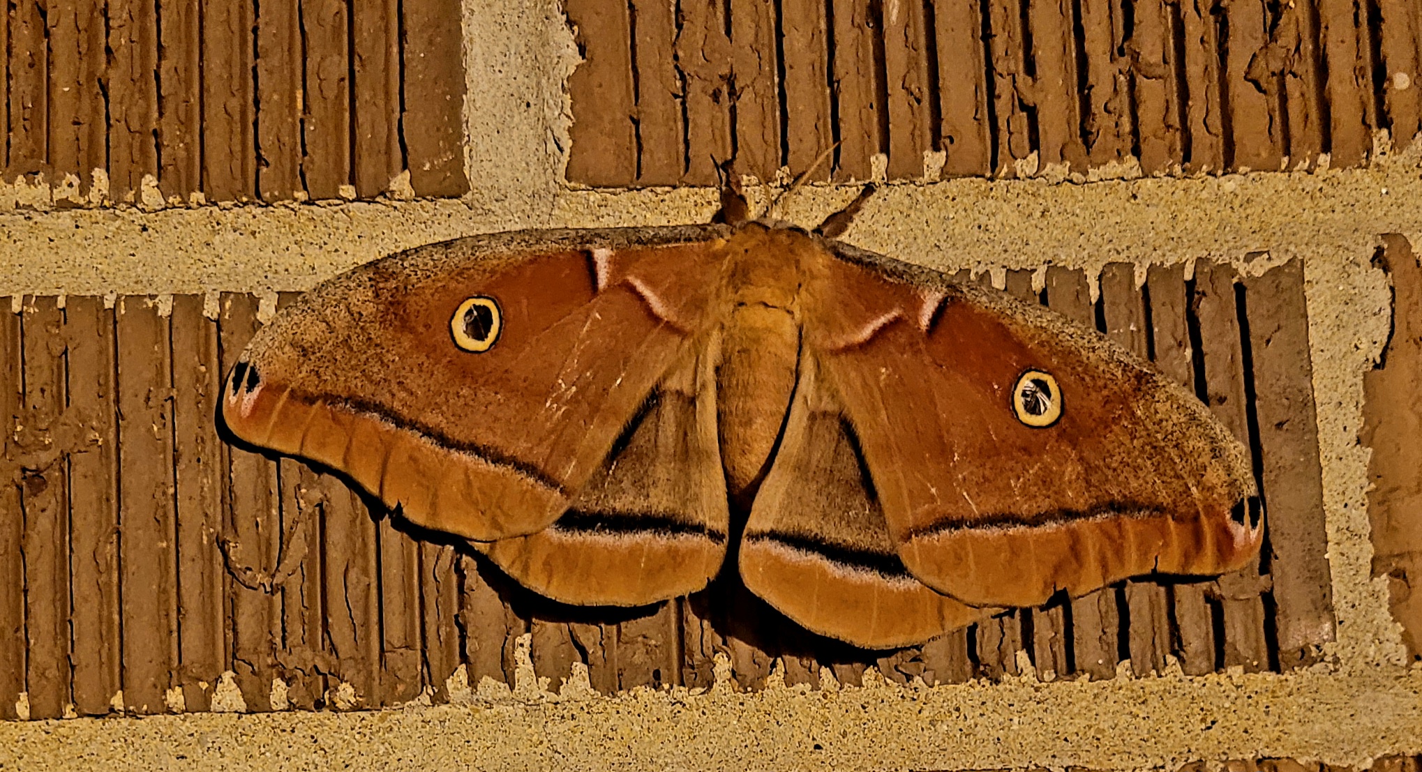 Here comes another giant moth!