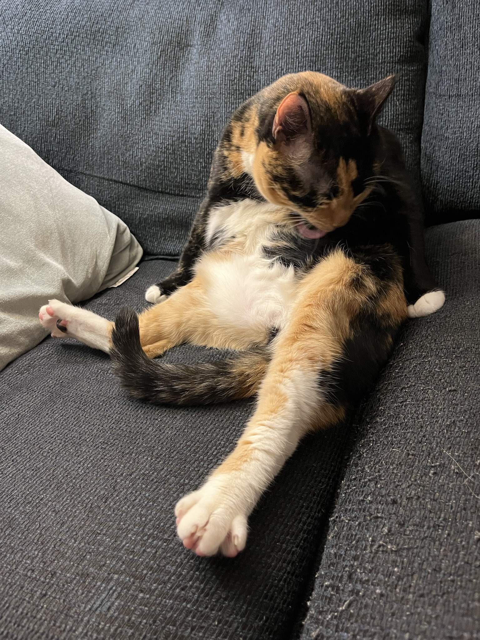 Paisley enjoying a relaxing bath moment.