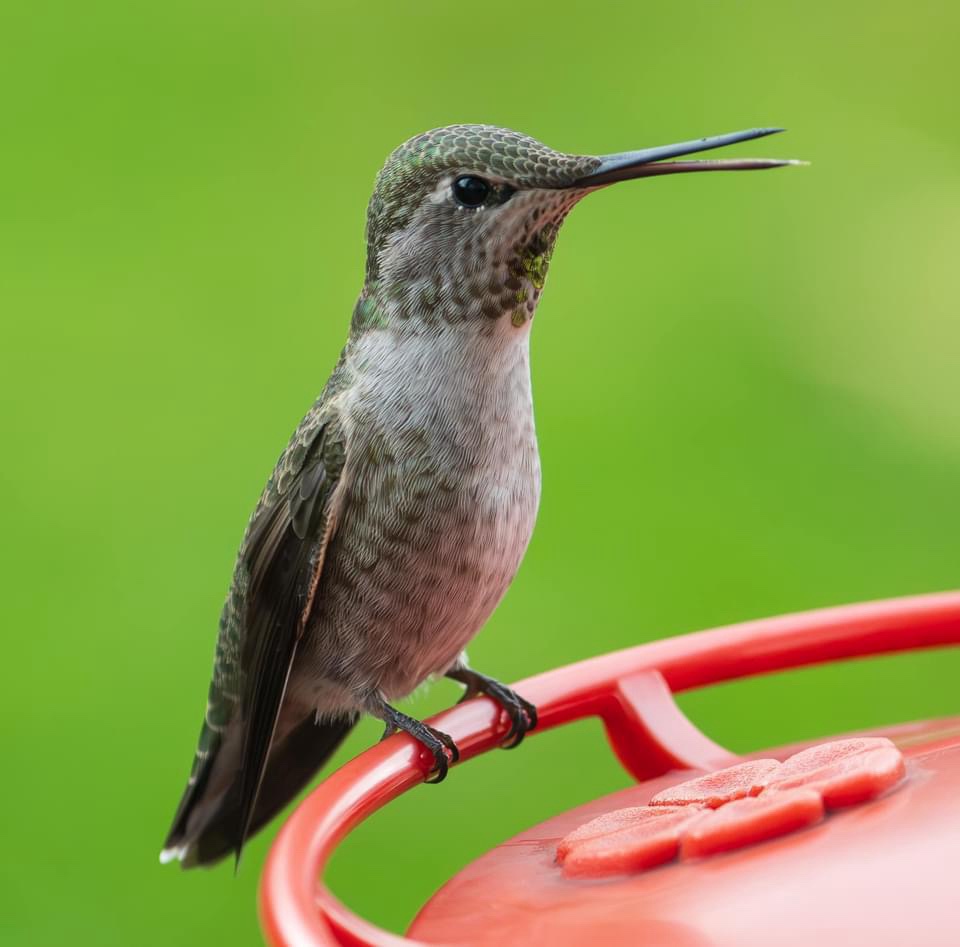The Graceful Hummingbird in Action