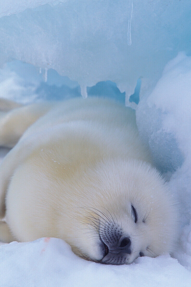 Shhh... I'm Lost in a Dream of Fish