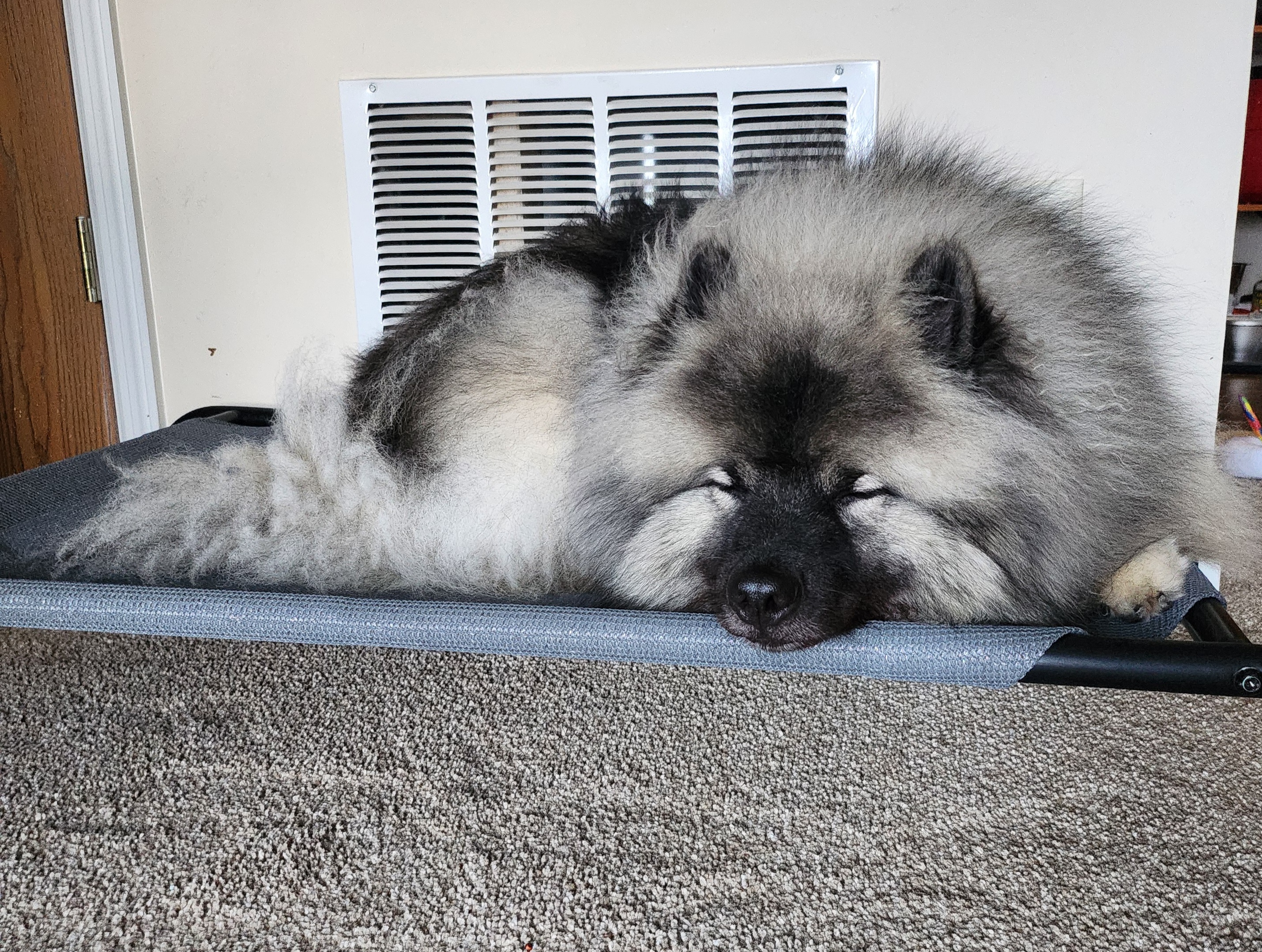 The Cutest Sleepy Bear You’ll Ever See
