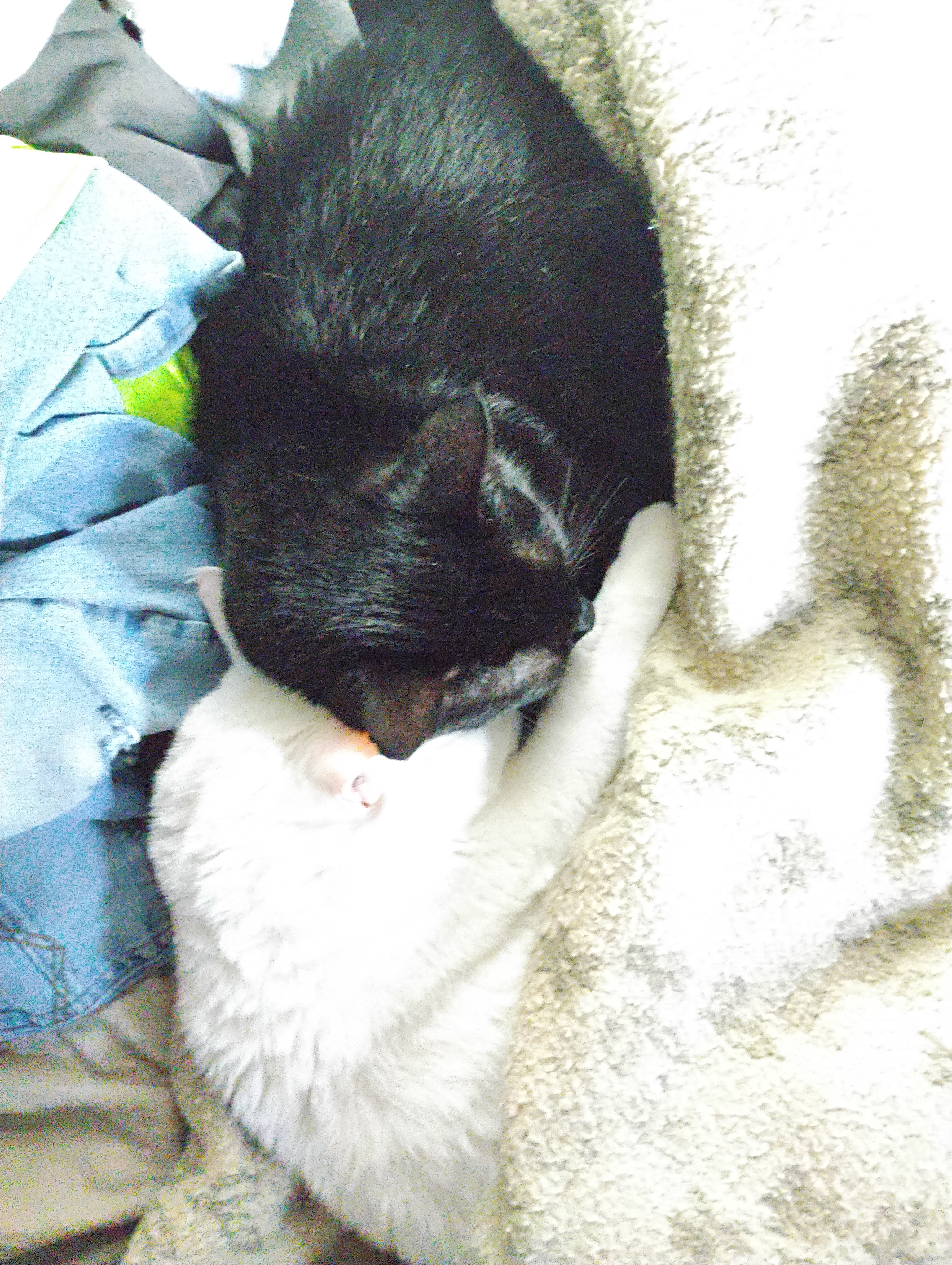 Brothers for life!