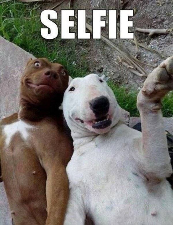 Hilarious Dog Meme That Will Make You Smile