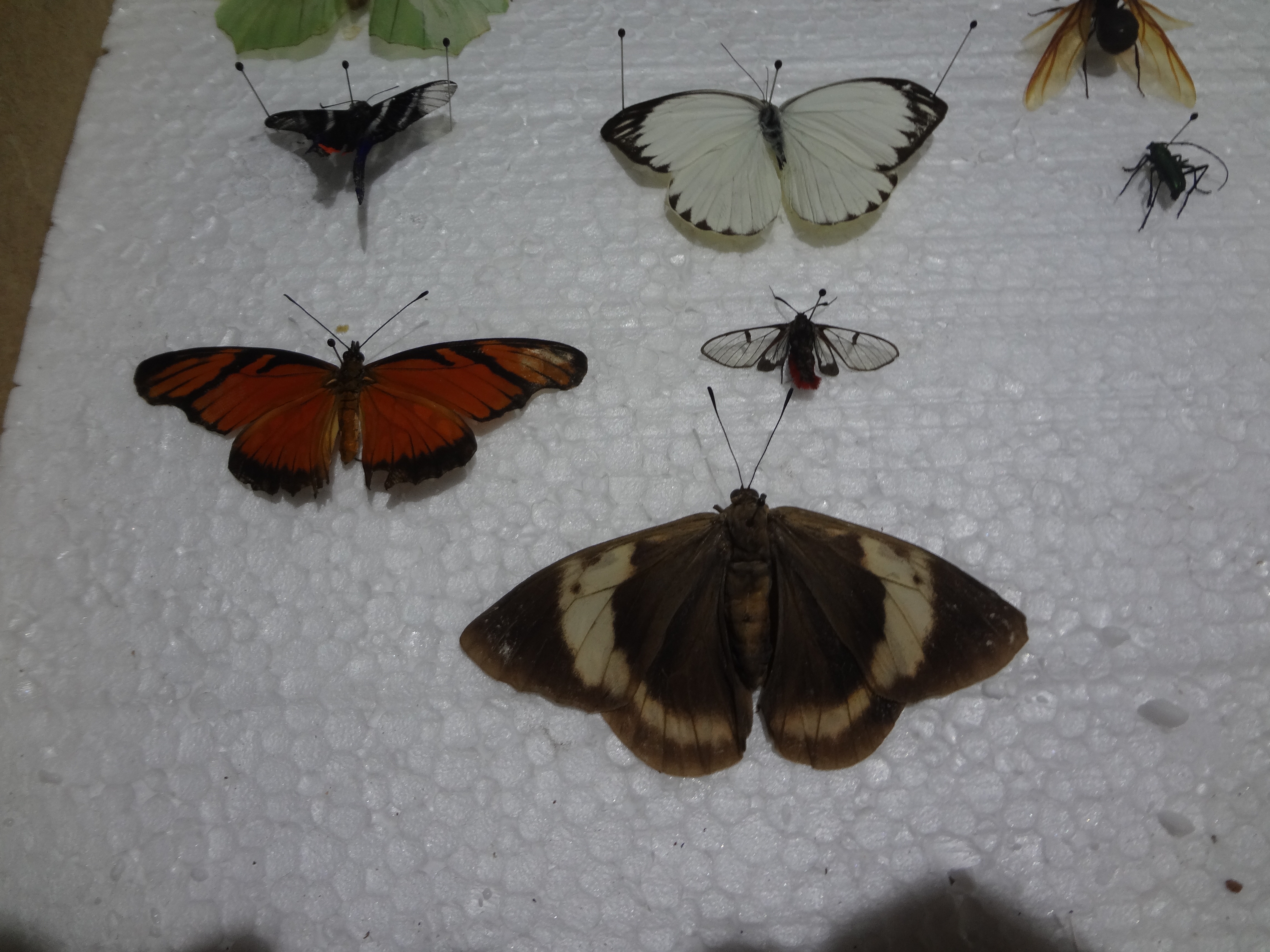 Check Out My Latest Moth Addition!