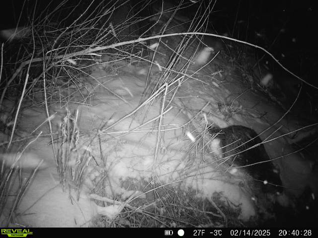 Busy beavers making waves near Lathrop Homes