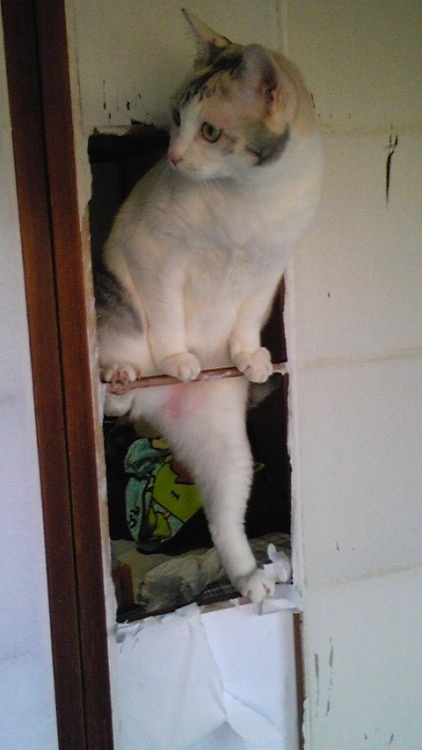 Today's Featured Cat