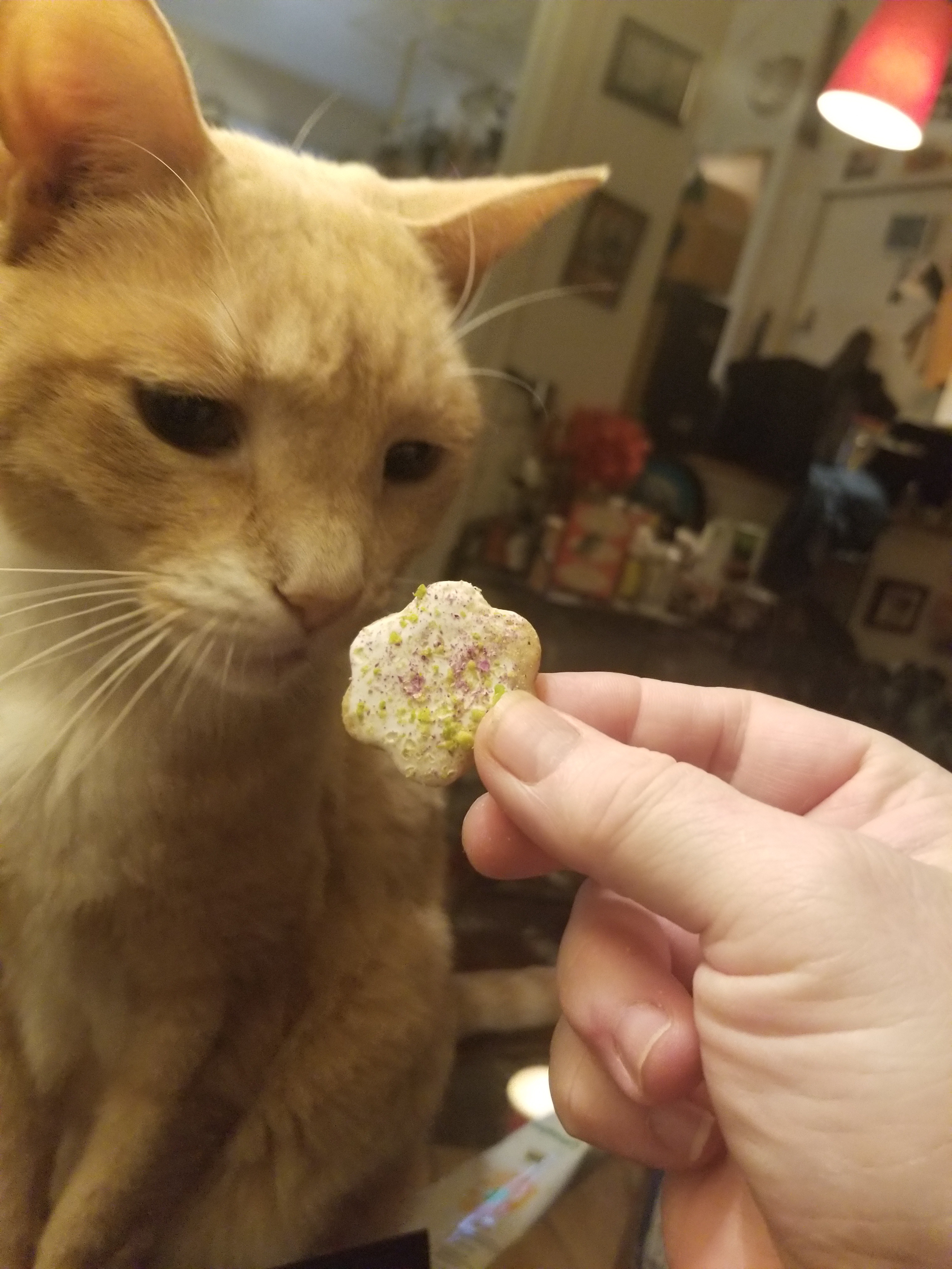 Delicious Cardamom Cookies to Savor